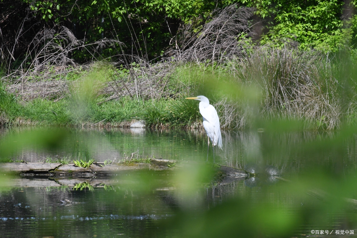 遵义共青湖湿地公园观鸟超惊喜,水鸟栖息芦苇摇曳,生态和谐!