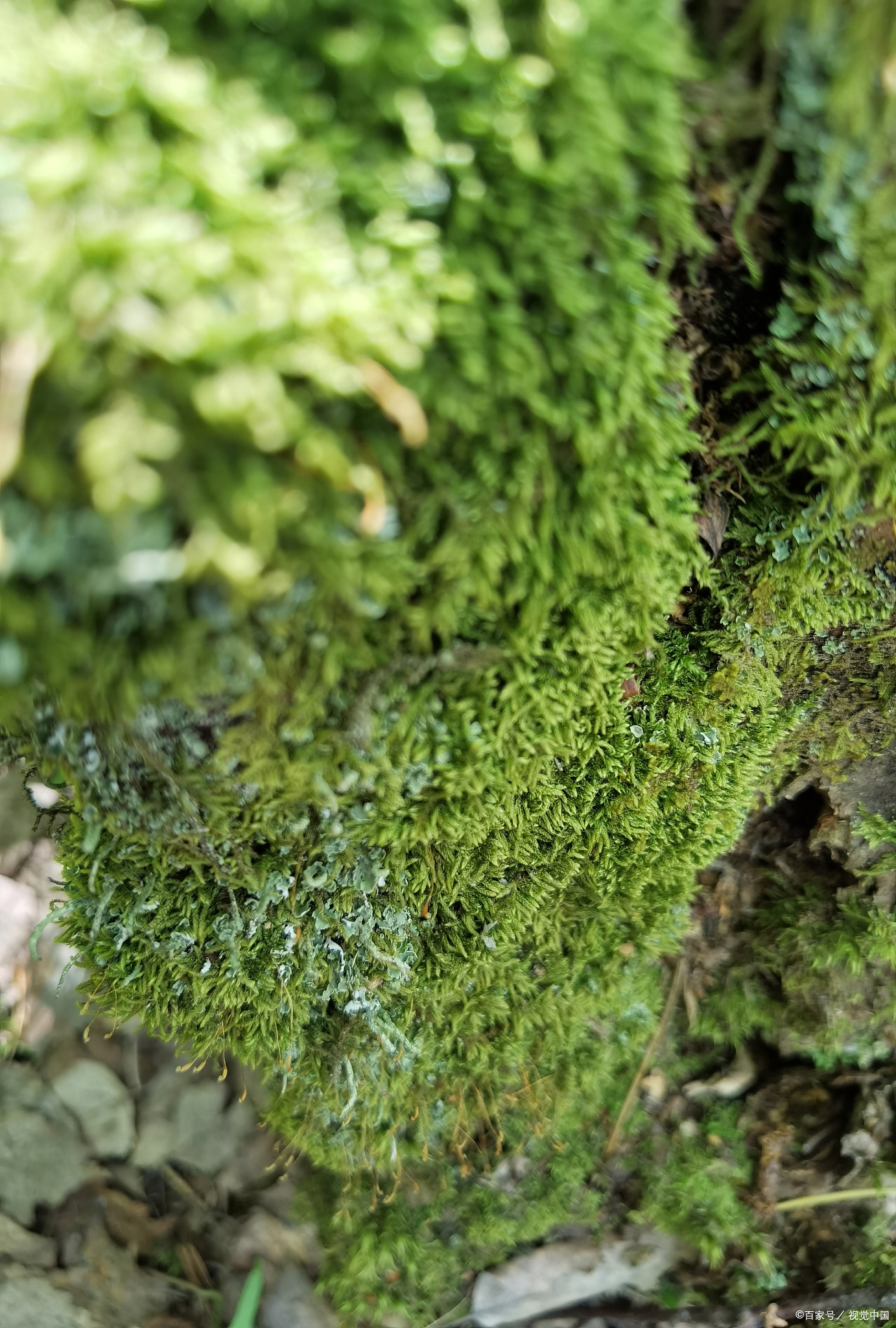 苔花寓意图片