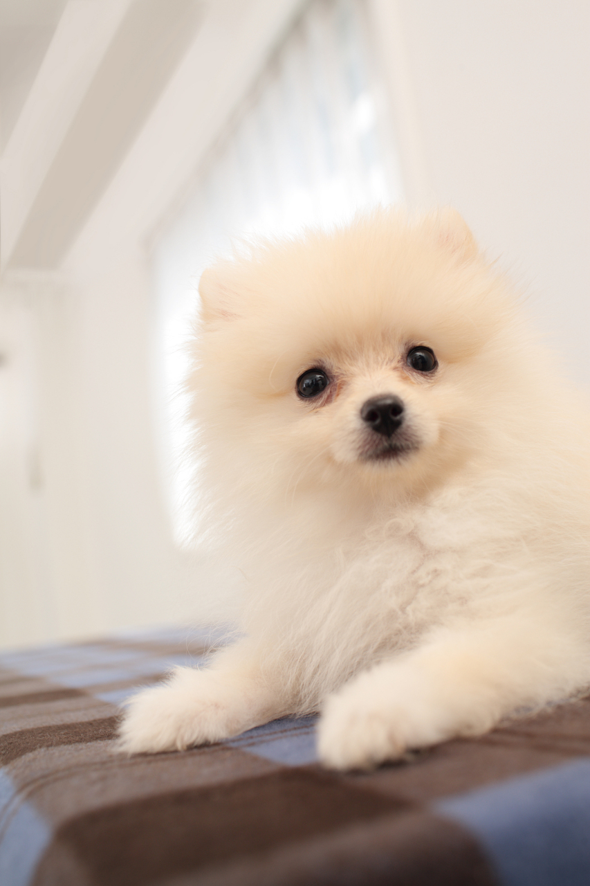 家里养了一只白色的小博美,最近一直掉毛, 搞得全家到处都是狗毛