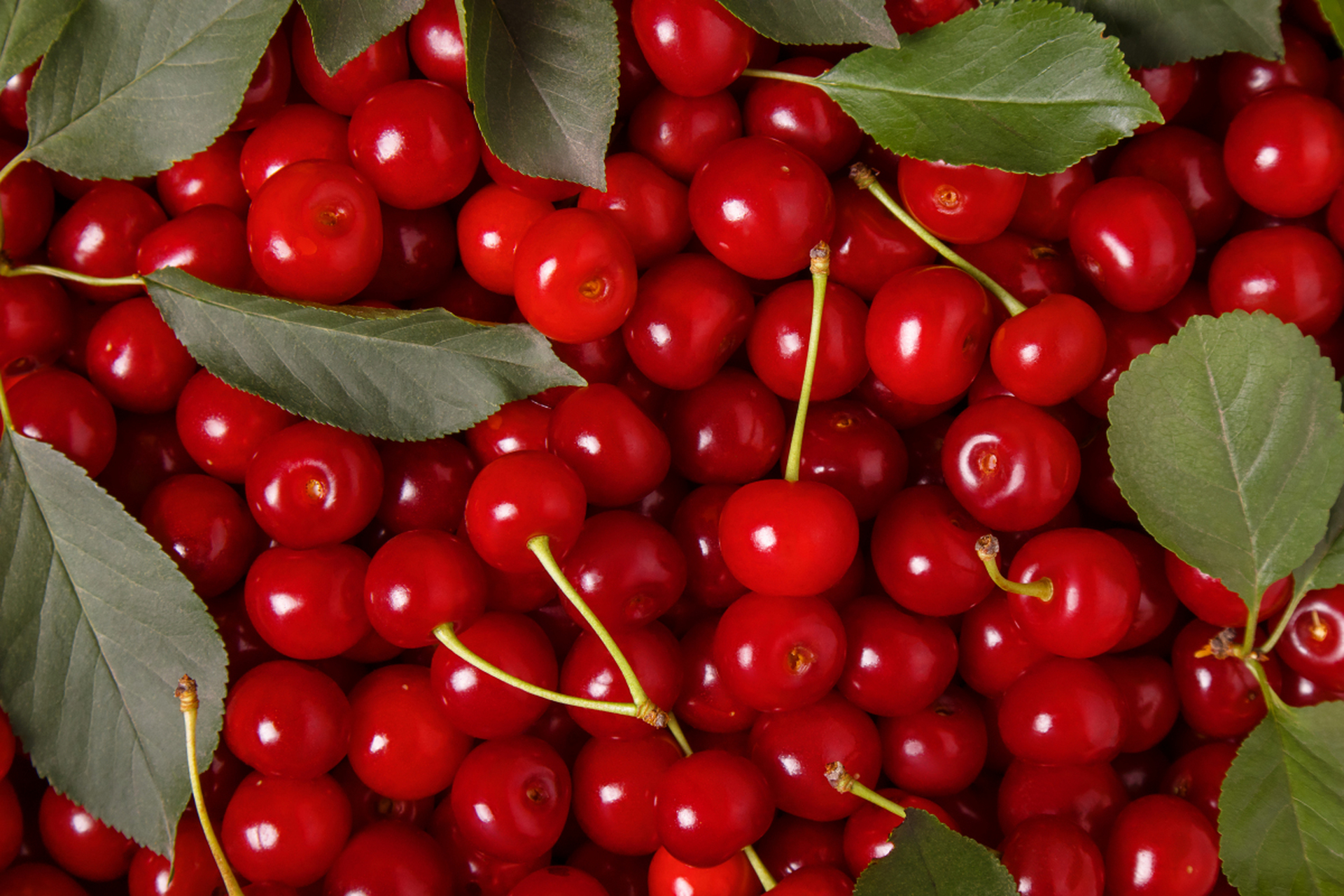 樱桃是一种小型水果,通常呈圆形或略带心形,果皮光滑,颜色可以是红色