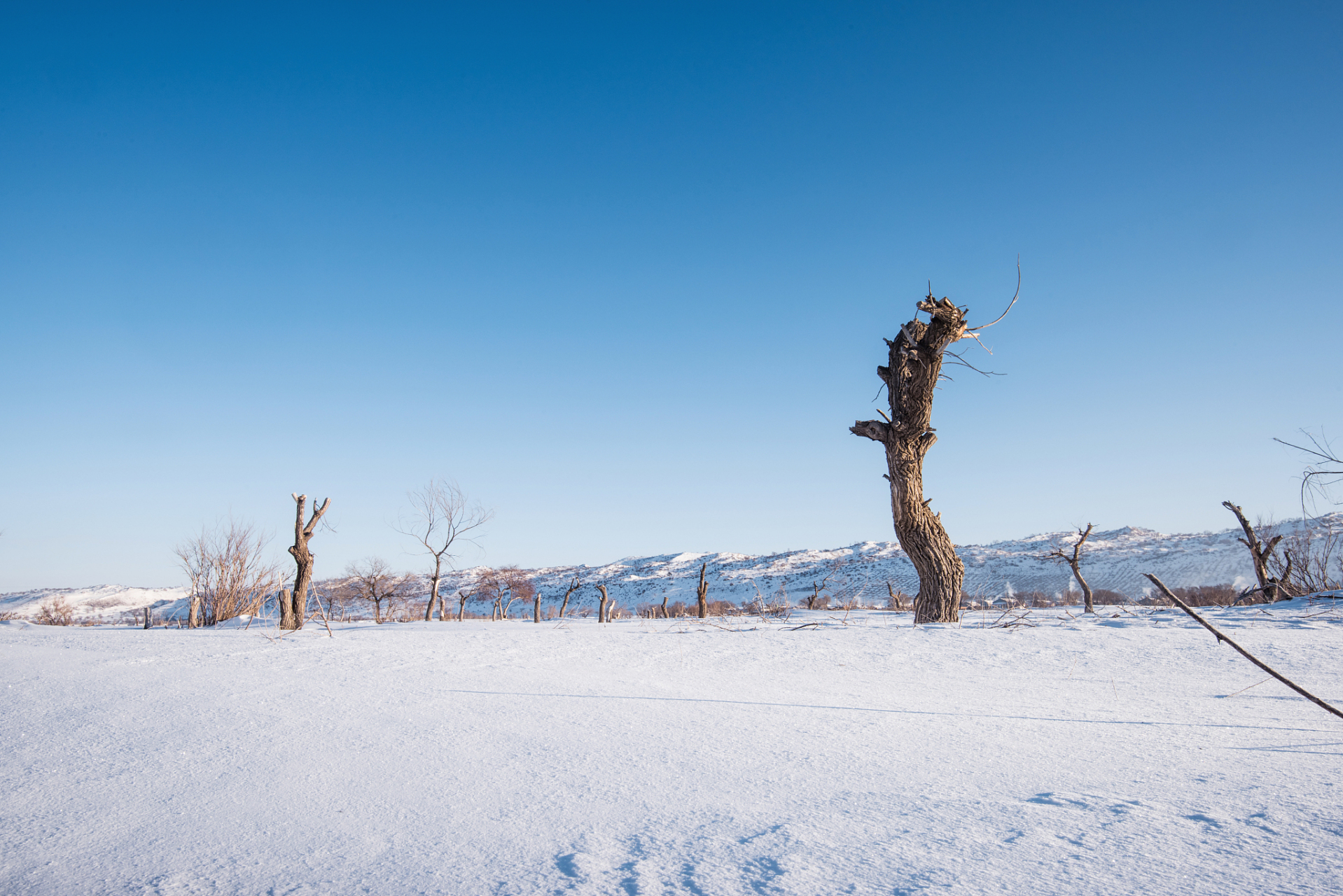 冬日雪景大赏# #冬的快乐是大雪给的# 漠河位于我国最北端,是赏雪的