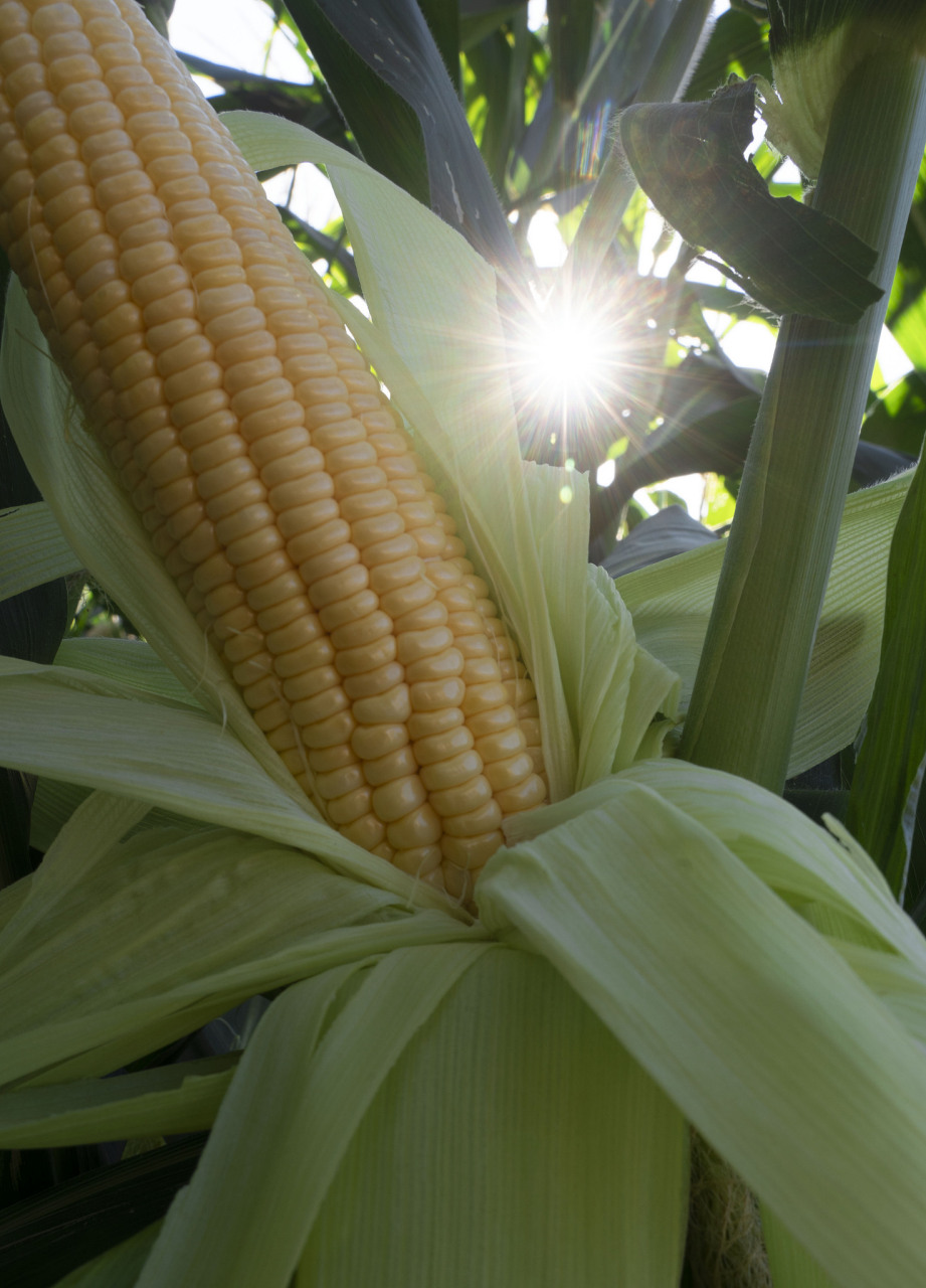 沃玉21玉米品种图片