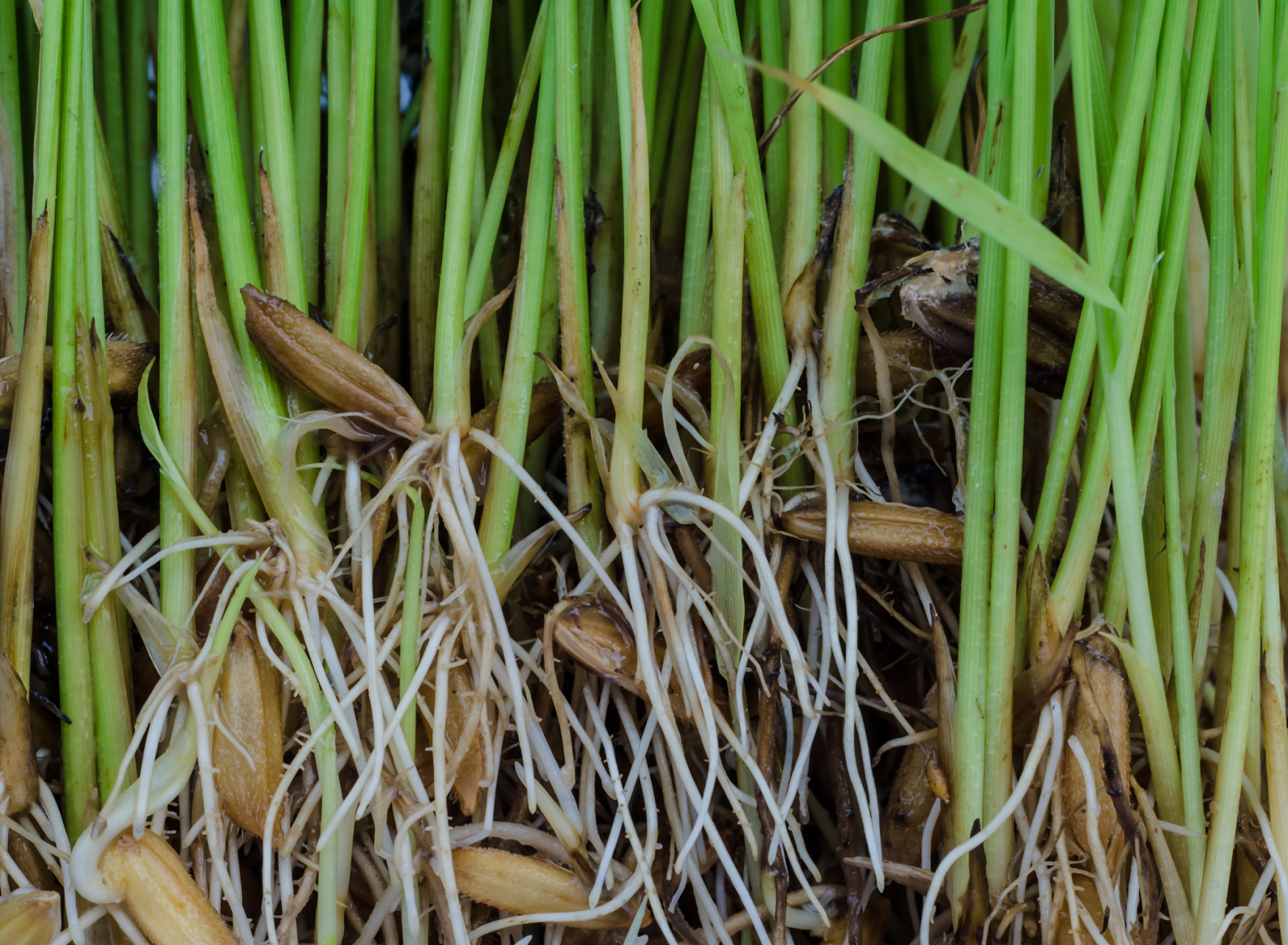 水稻恶苗病又称徒长病,中国各稻区均有发生.