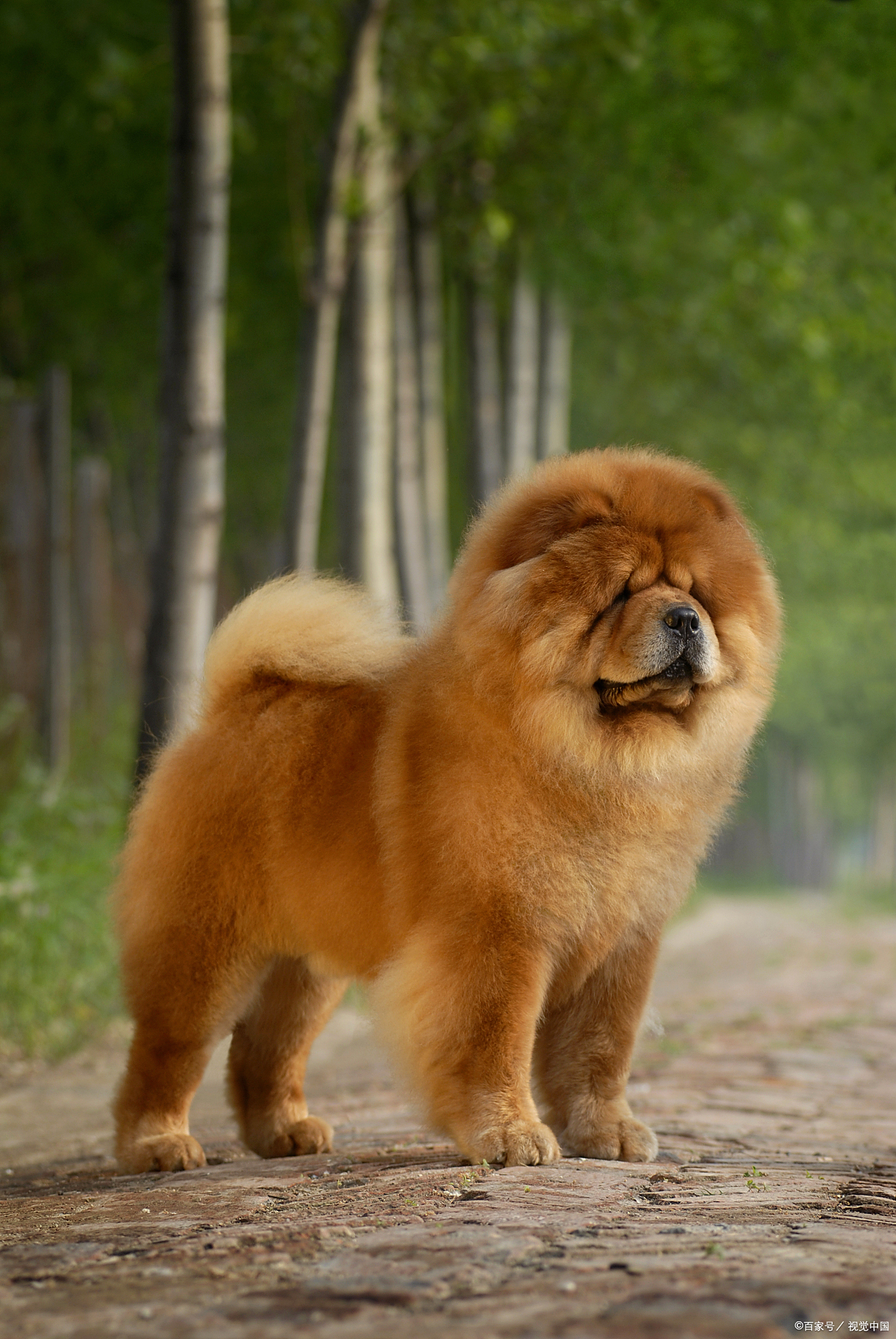 松狮犬太难养了?掉毛,脾气差,爱生病,真的别被外表骗了!