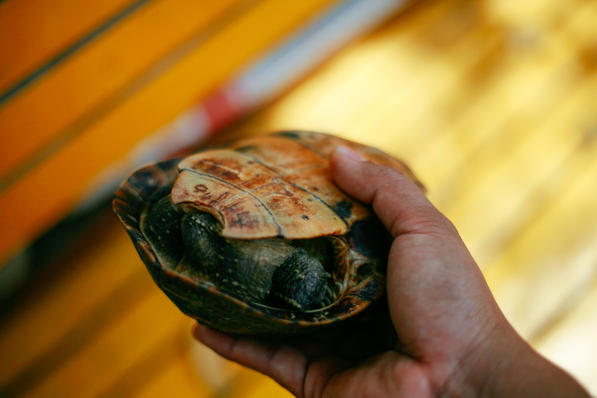 乌龟换壳是生长的自然现象,表现为背壳裂纹,行动迟缓,食欲变化等征兆