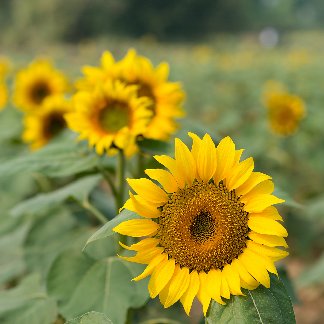 植物小知识(94)为什么向日葵总向着太阳? 俗话说"葵花朵朵向太阳",确