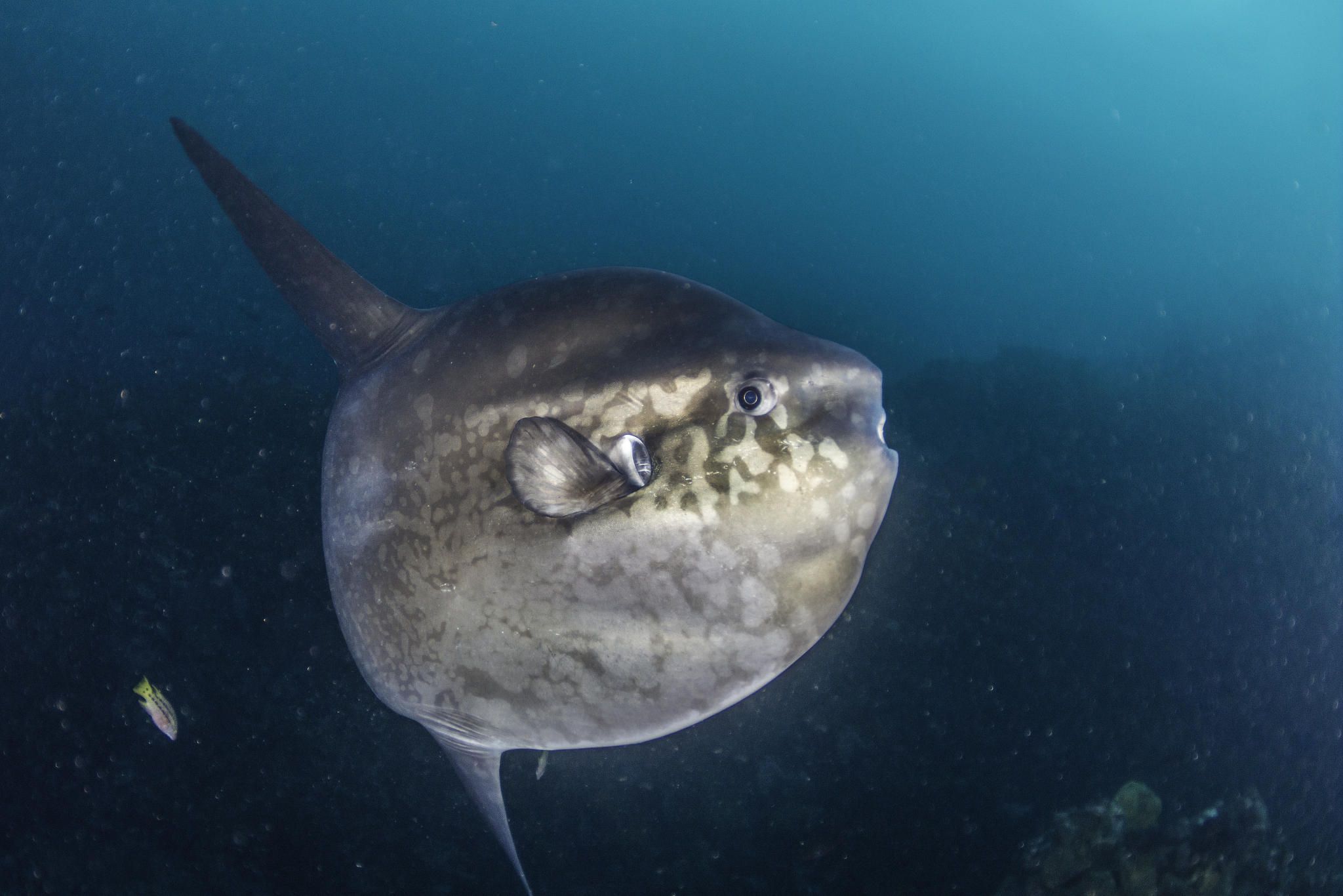 翻车鱼因外表像翻车的汽车而得名,是深海鱼类,适应