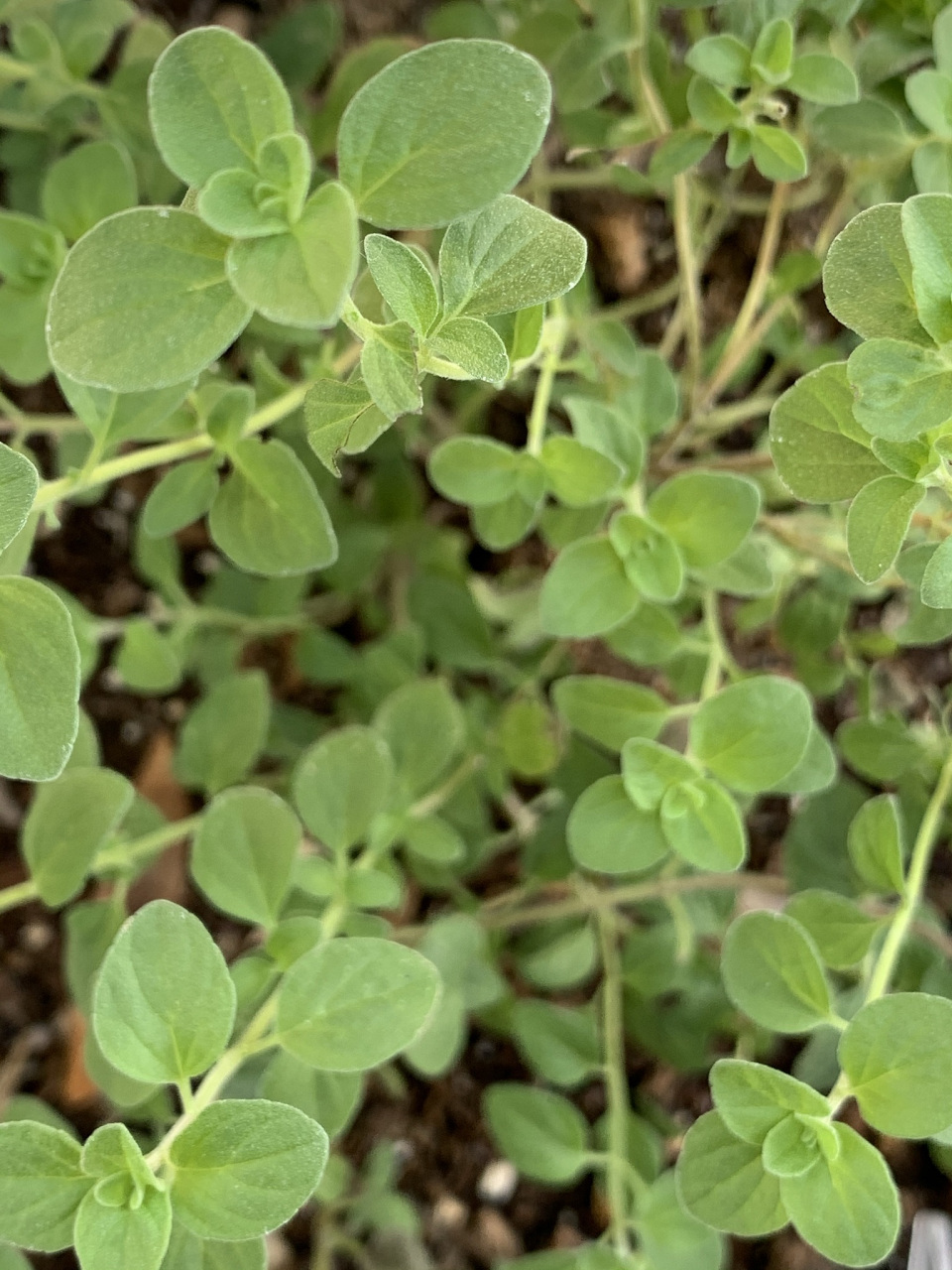 鹅不食草的药理作用及副反应  鹅不食草,也称为鹅儿草,鹅不食,鹅儿不