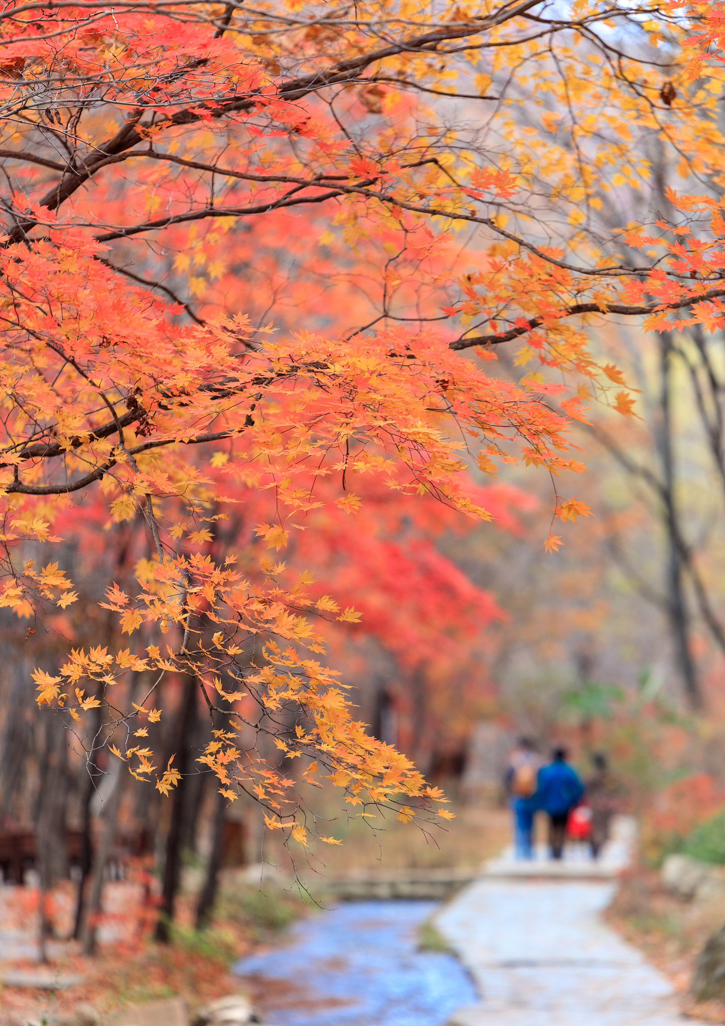 本溪市明山区的秋日景色,是不是更加迷人?