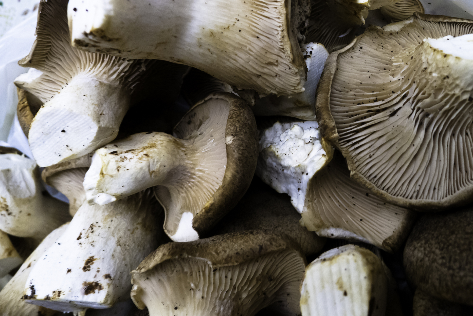 鸡枞菌煲鸡 健胃消食,增强免疫  推荐人群:预防接种的小朋友  材料