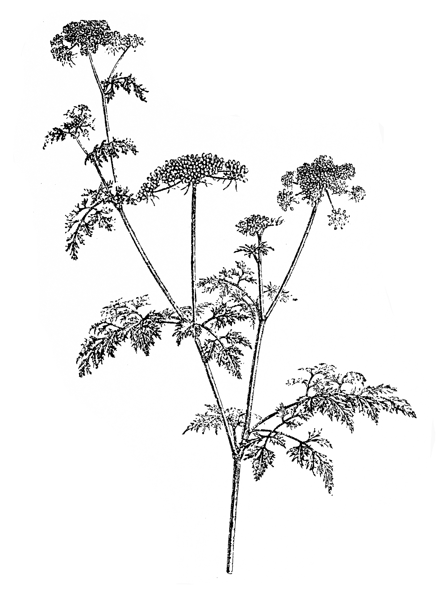 当归的现代药理作用和临床应.@中医世家张致恒的动态