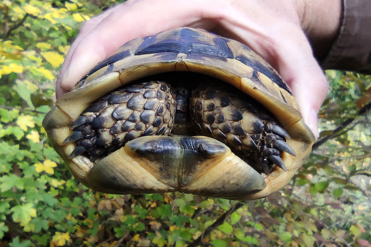 "珍珠龟性别揭秘:如何轻松分辨珍珠龟的公母?