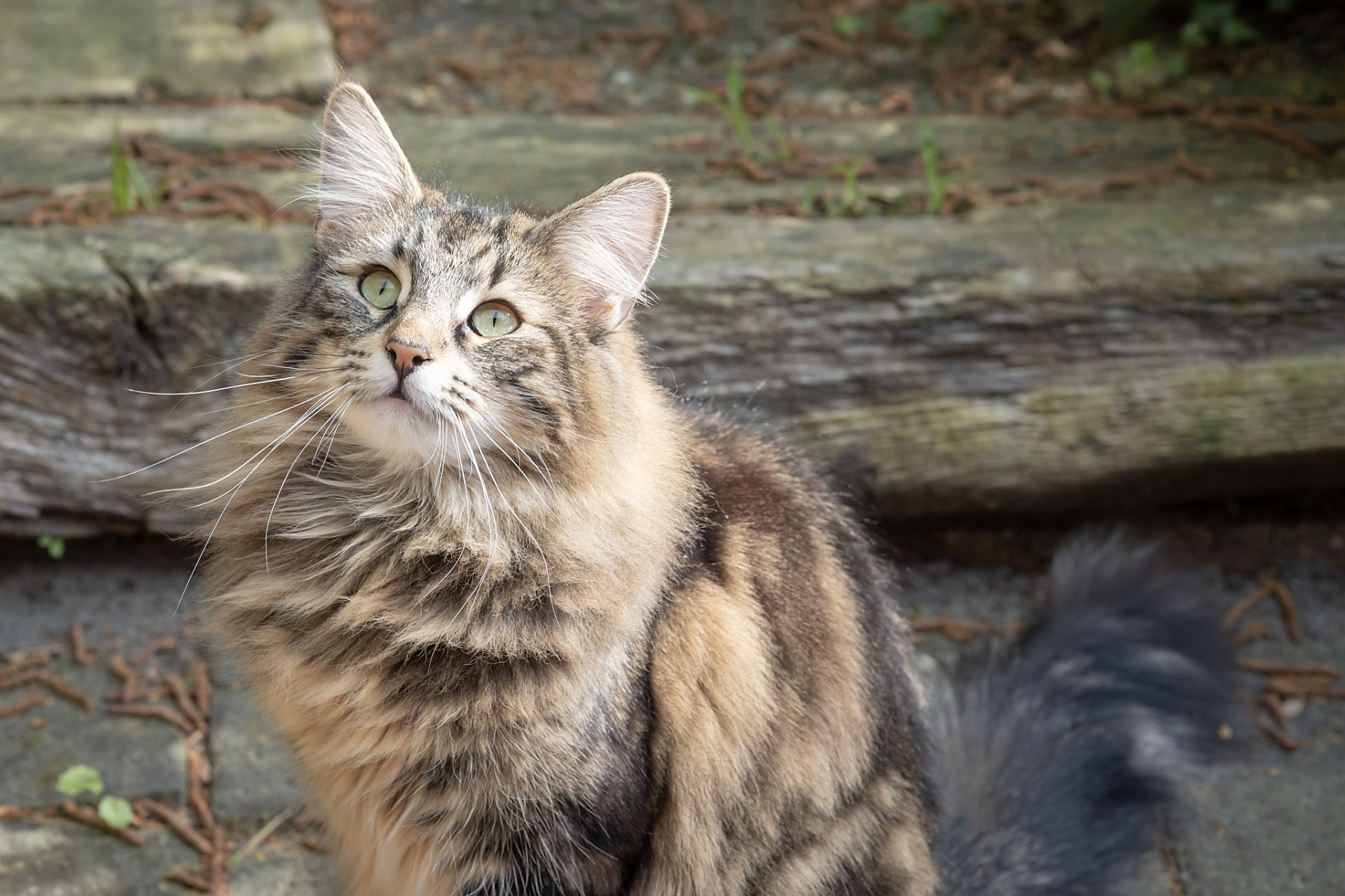 西伯利亚森林猫是一种优雅而强大的猫咪,它的外貌和性格都让人无法