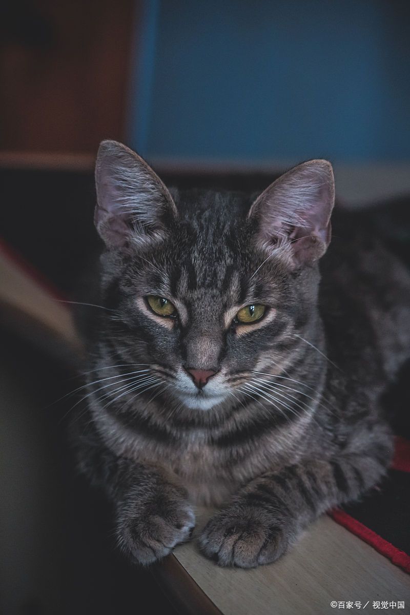 养猫科普:猫咪七岁相当于人几岁