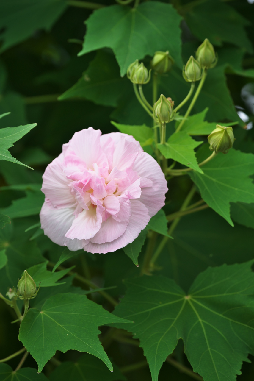 【看过成都的芙蓉花,才知道什么叫花重锦官城!