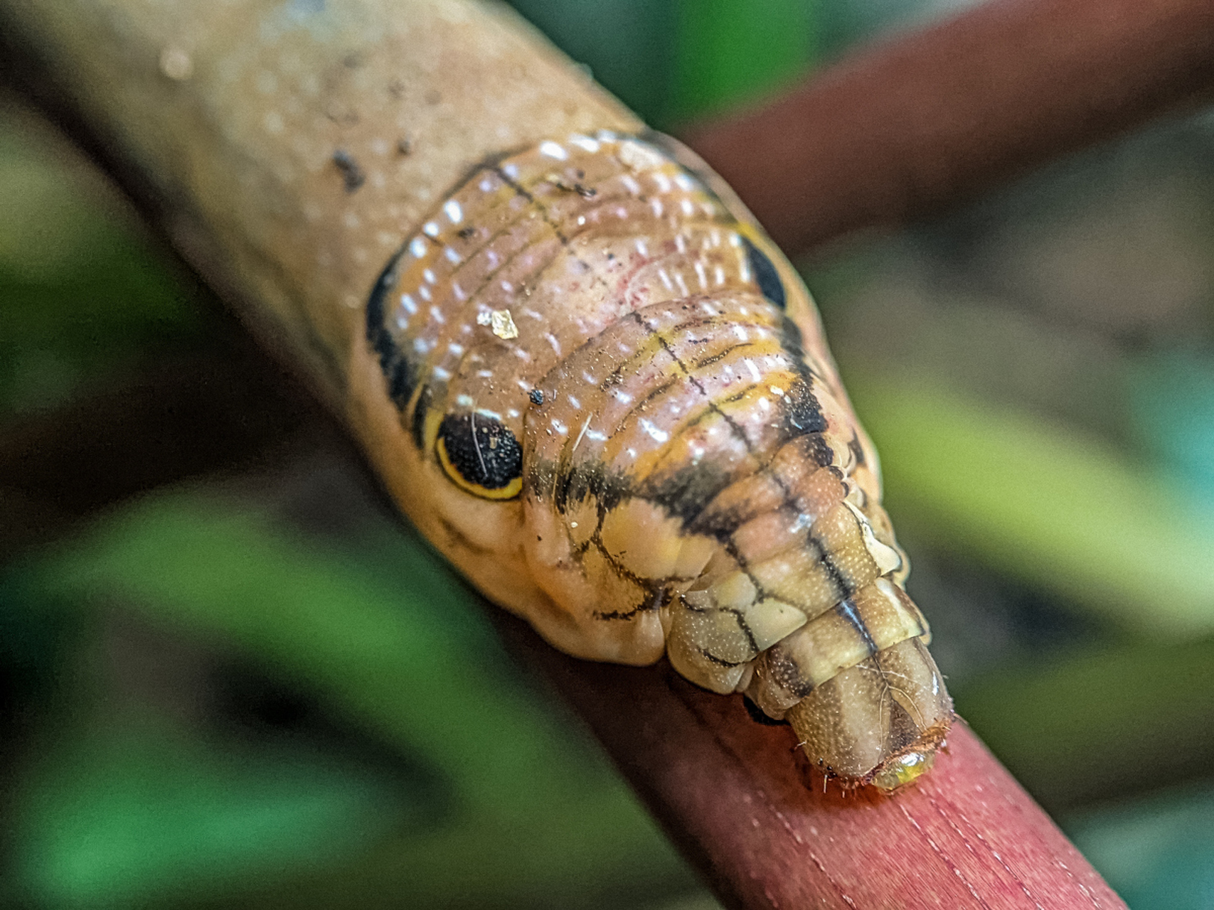 从巴西到黑凤蝶,毛毛虫的种类繁多,各显神通.