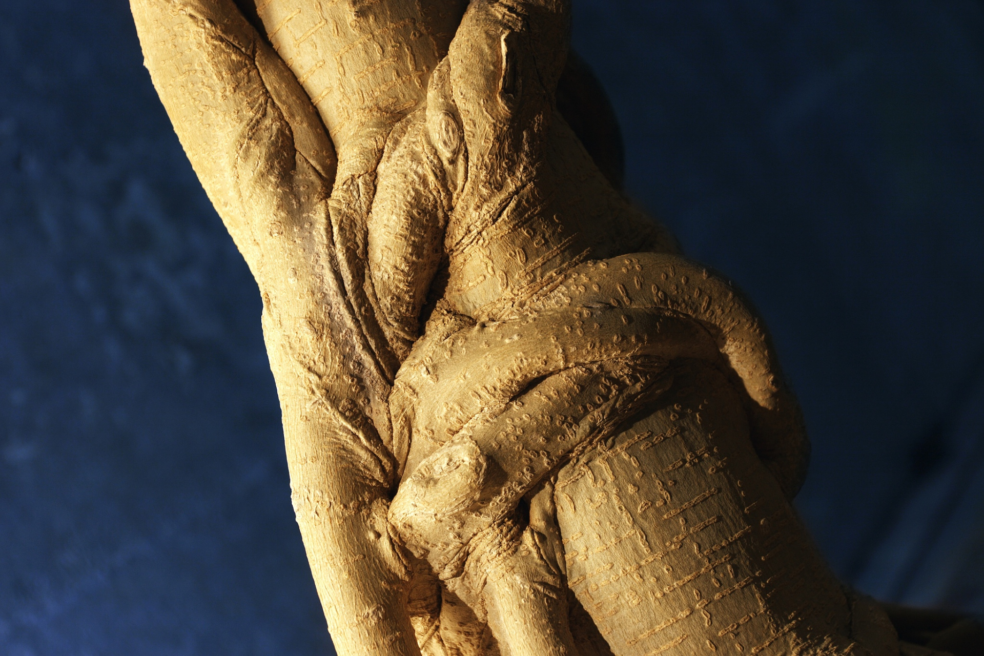 超度不可思议-本所七大不可思议百科