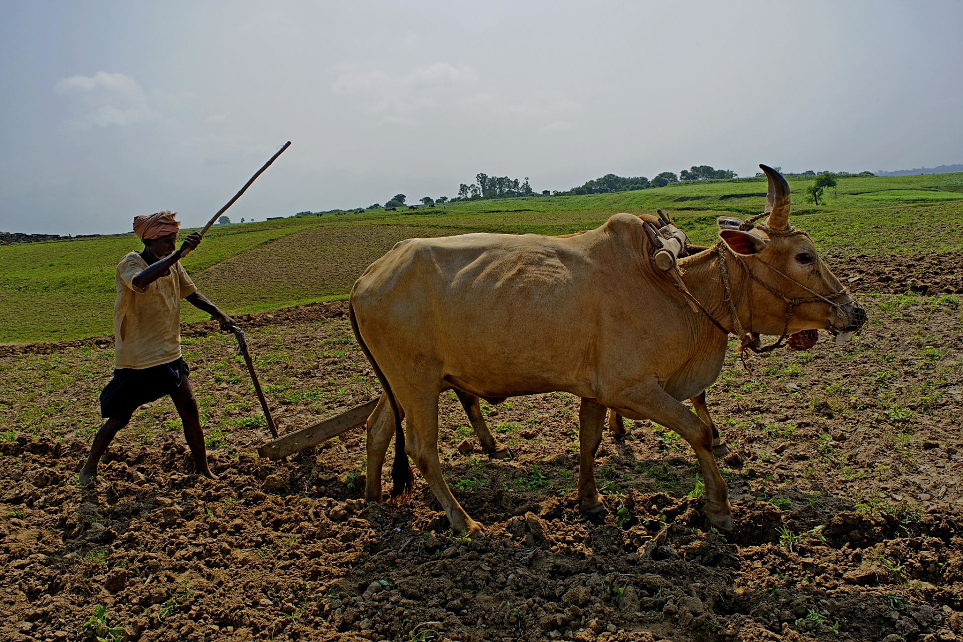 此活动是文化传承和精神的寄托,让人们感受到春天的气息和大自然的