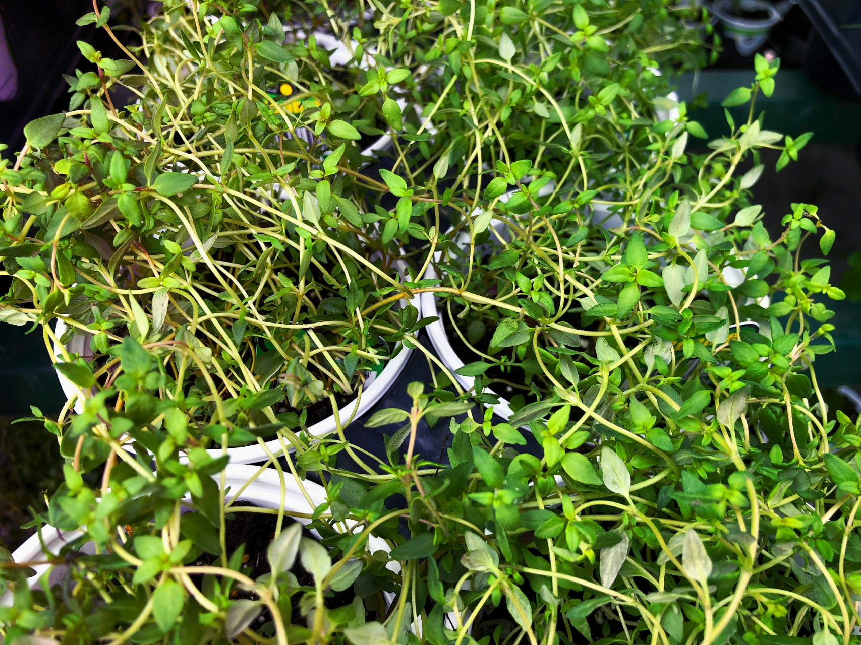 中药旱莲草:滋阴益肾,凉血止血【仅供参考】       旱莲草甘酸性寒