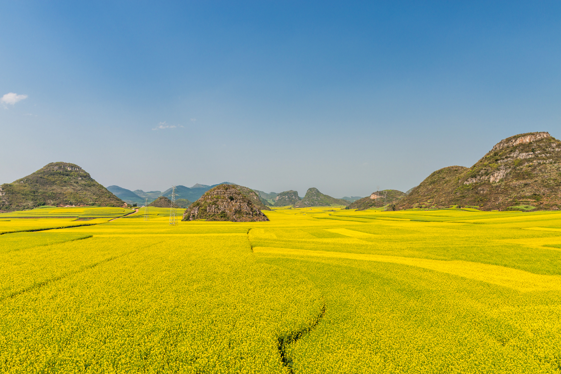 油菜花海的图片大全图片