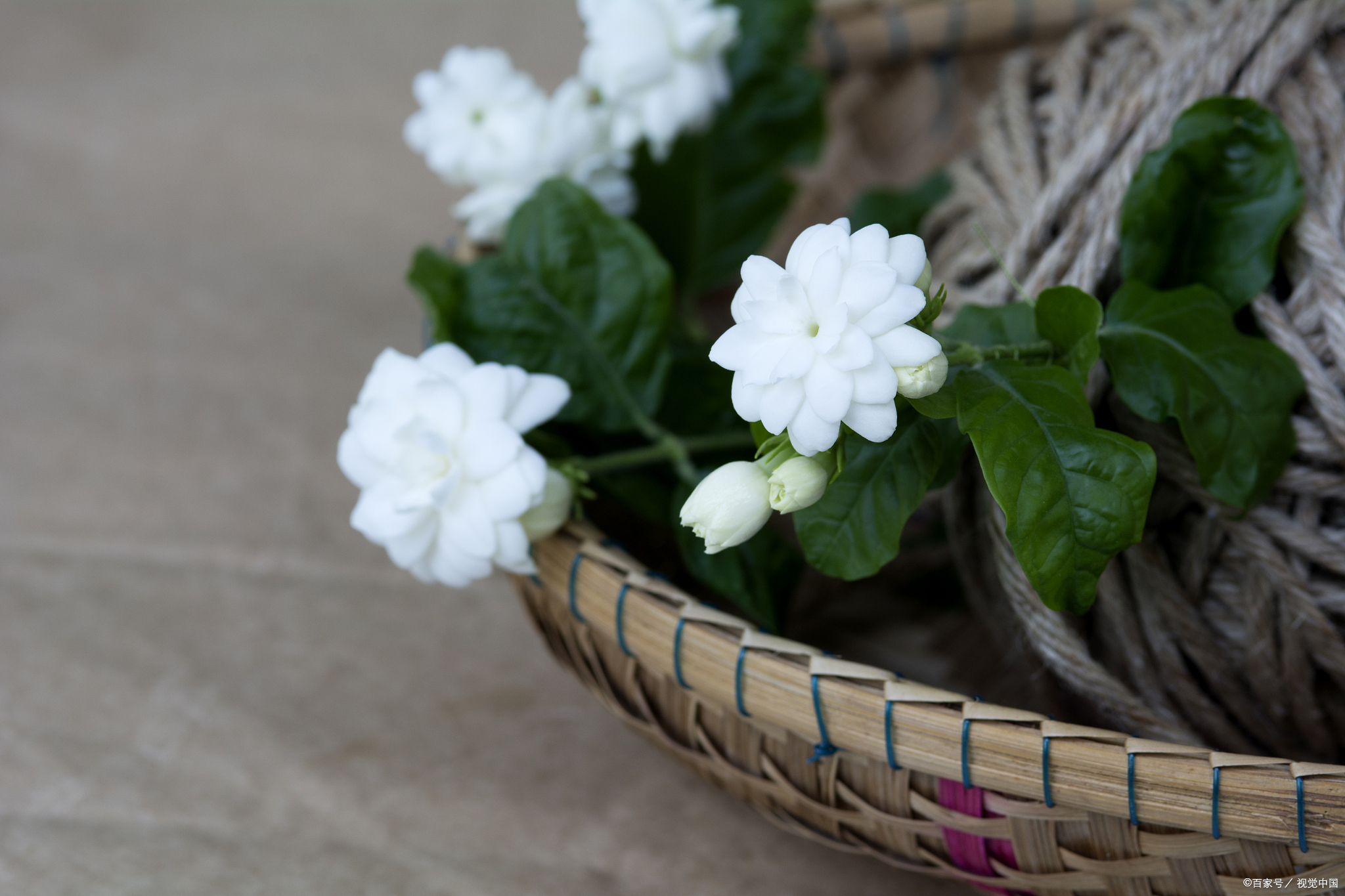 茉莉| 理气开郁