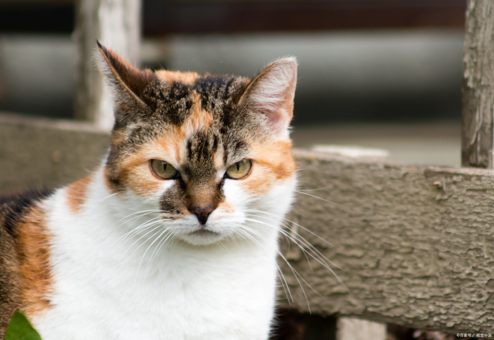 三花猫也有公的?揭秘猫咪性别与毛色背后的奥秘