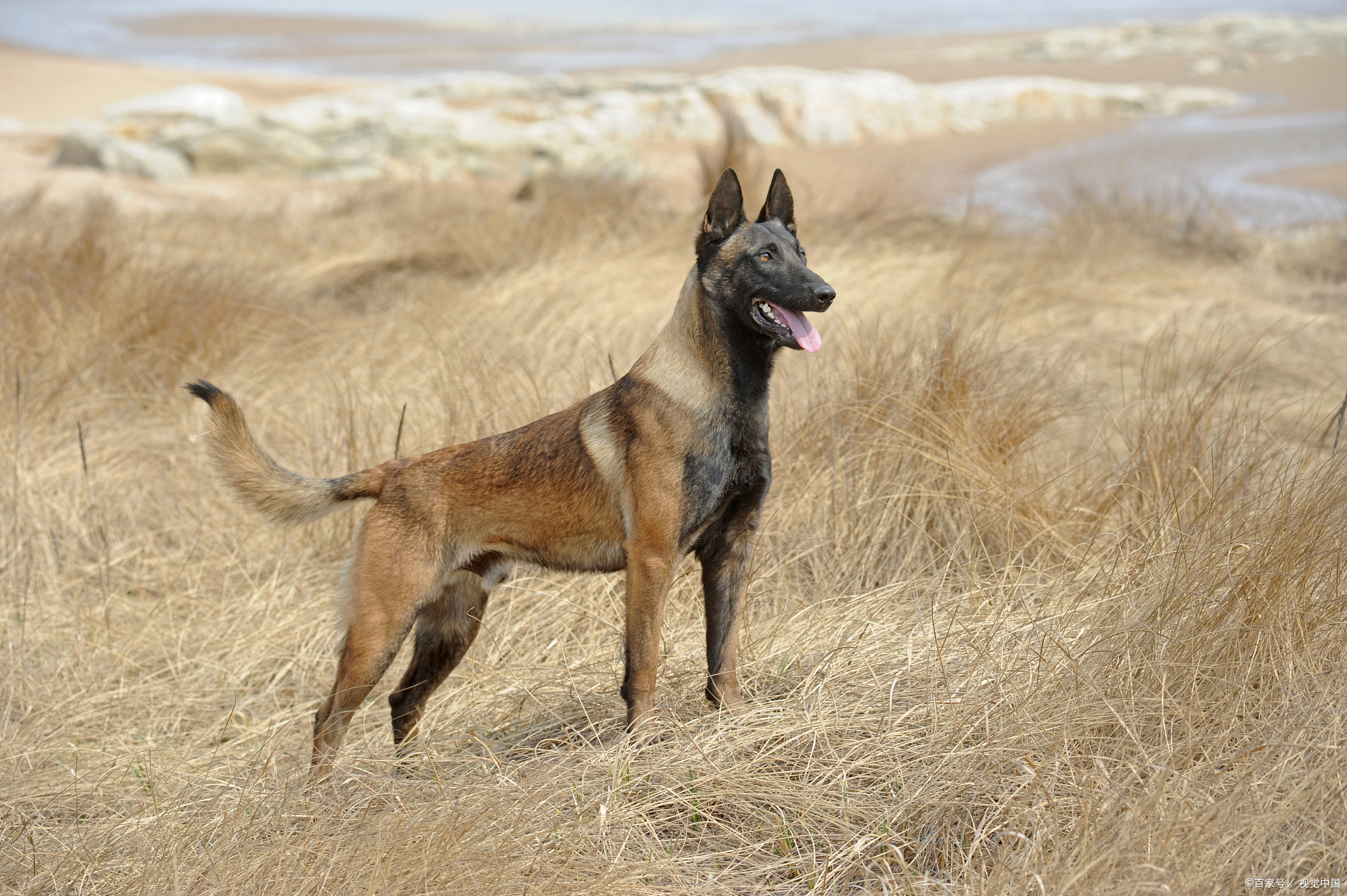 马犬杜克图片图片