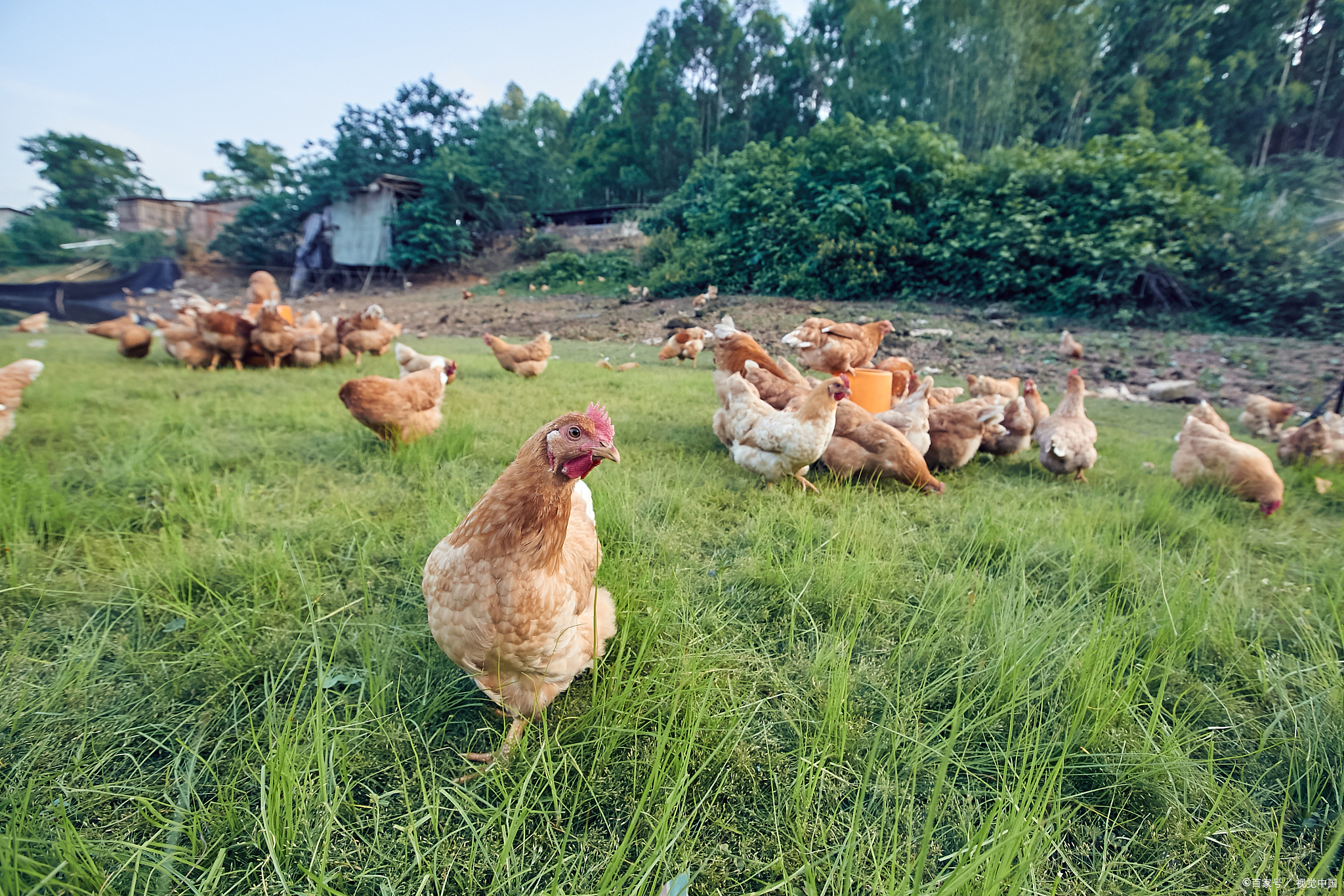 颗粒饵)通常由谷物,鱼粉,虾粉,豆饼肥西老母鸡母鸡群养鸡场母鸡草原