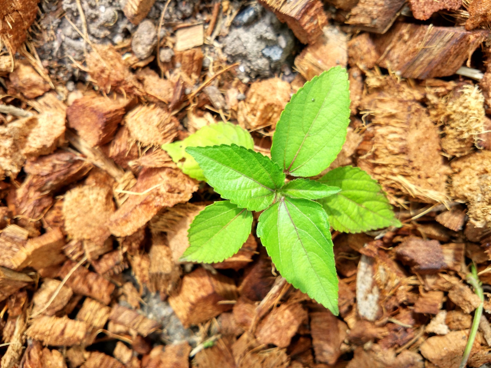 其实,土人参有多种功效,并非一般植物可比.