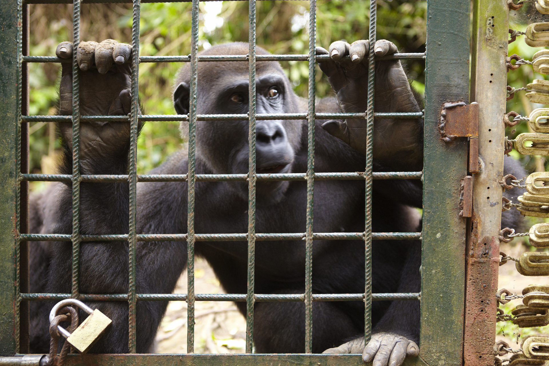 一天,小明和小红去动物园玩,看到一只大猩猩在笼子里.