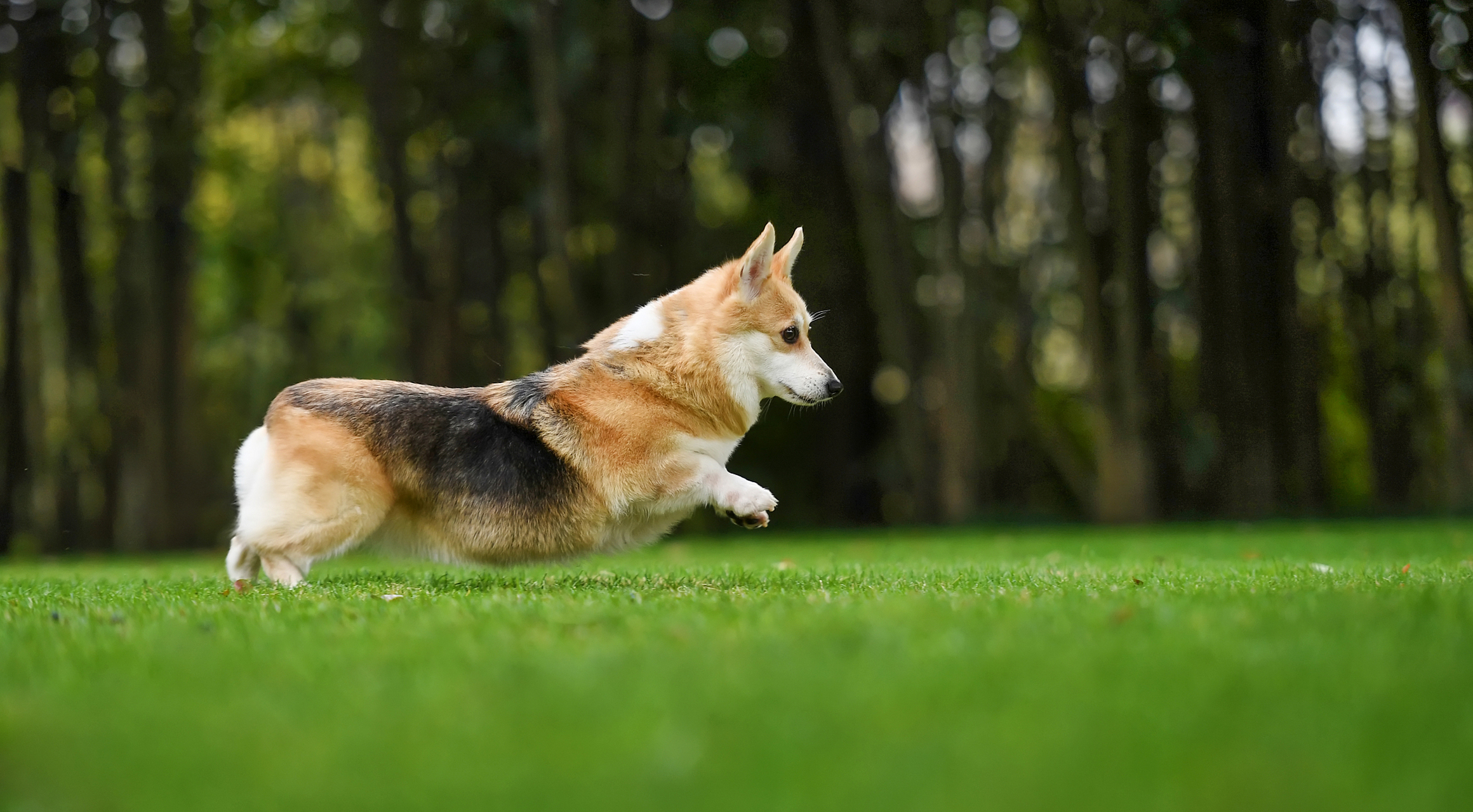 长尾巴的柯基犬图片图片