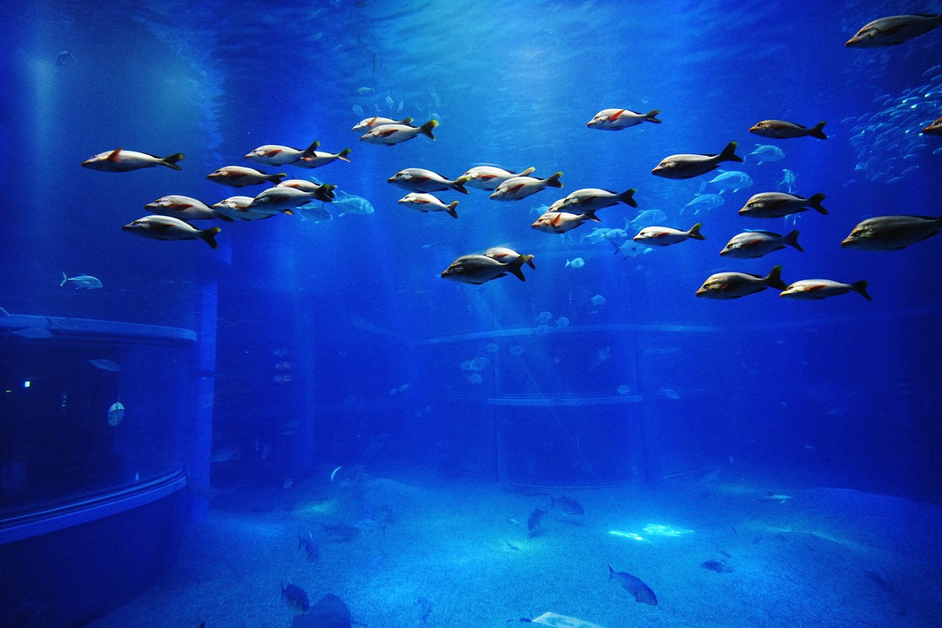 跨年创作挑战赛# 蒙特雷湾水族馆是蒙特雷(加利福尼亚州)著名的水族