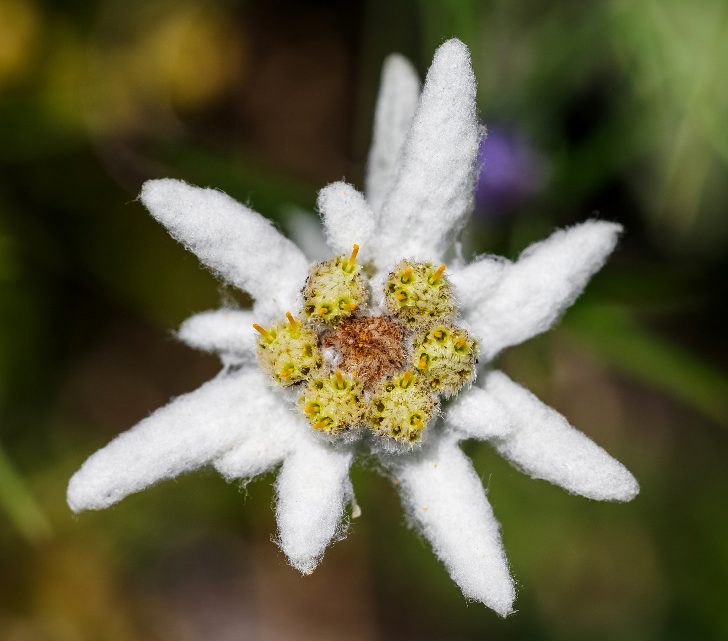 【雪绒花】,别名火绒草,薄雪草,属菊科火绒草属的多年生草本高山植物