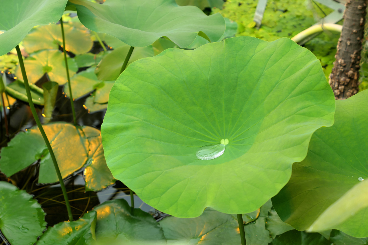 荷叶的营养价值,功效作用,食用方法及食用禁忌