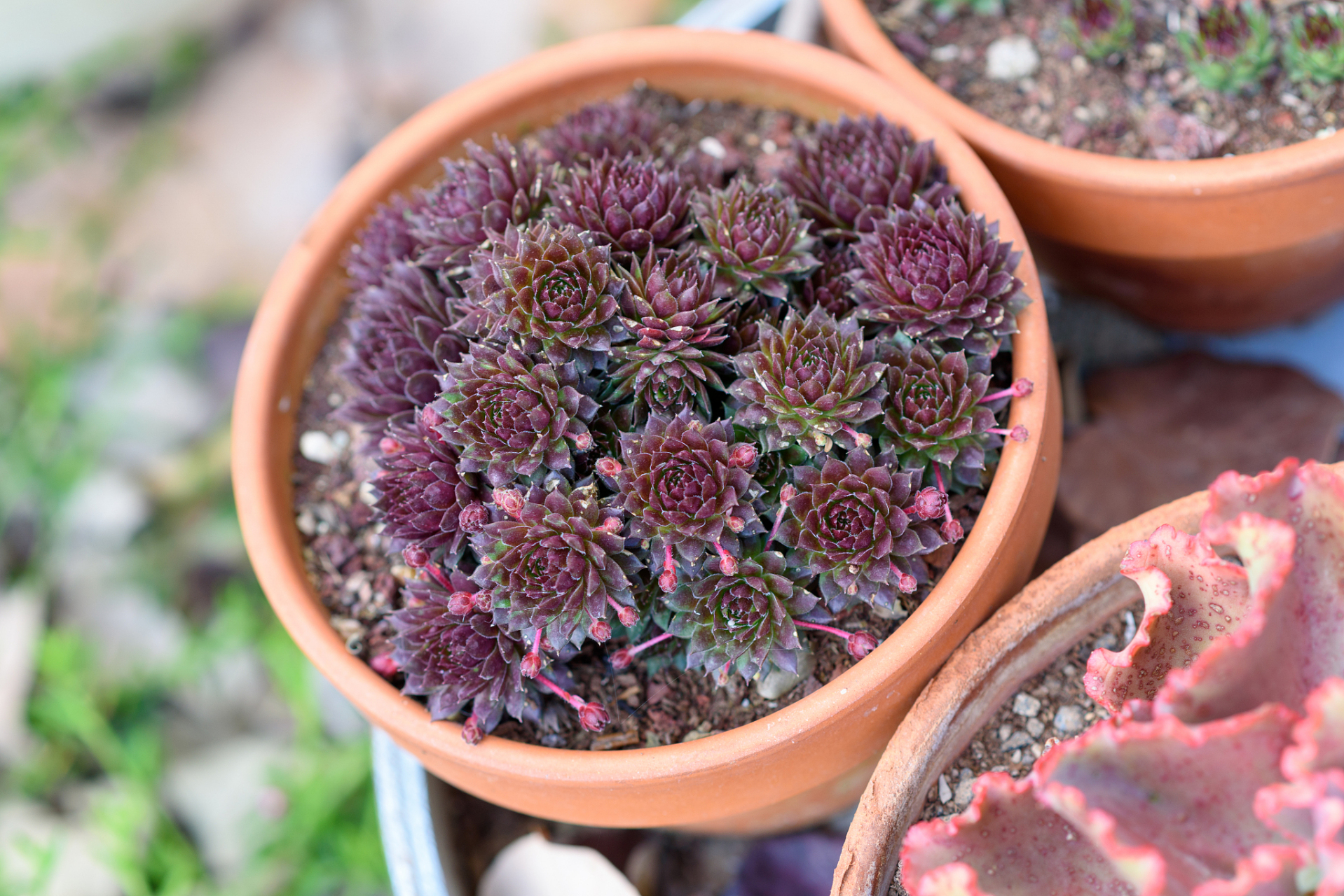 胧月多肉是一种美丽的多肉植物,如果想要养护得更好看,需要注意以下四