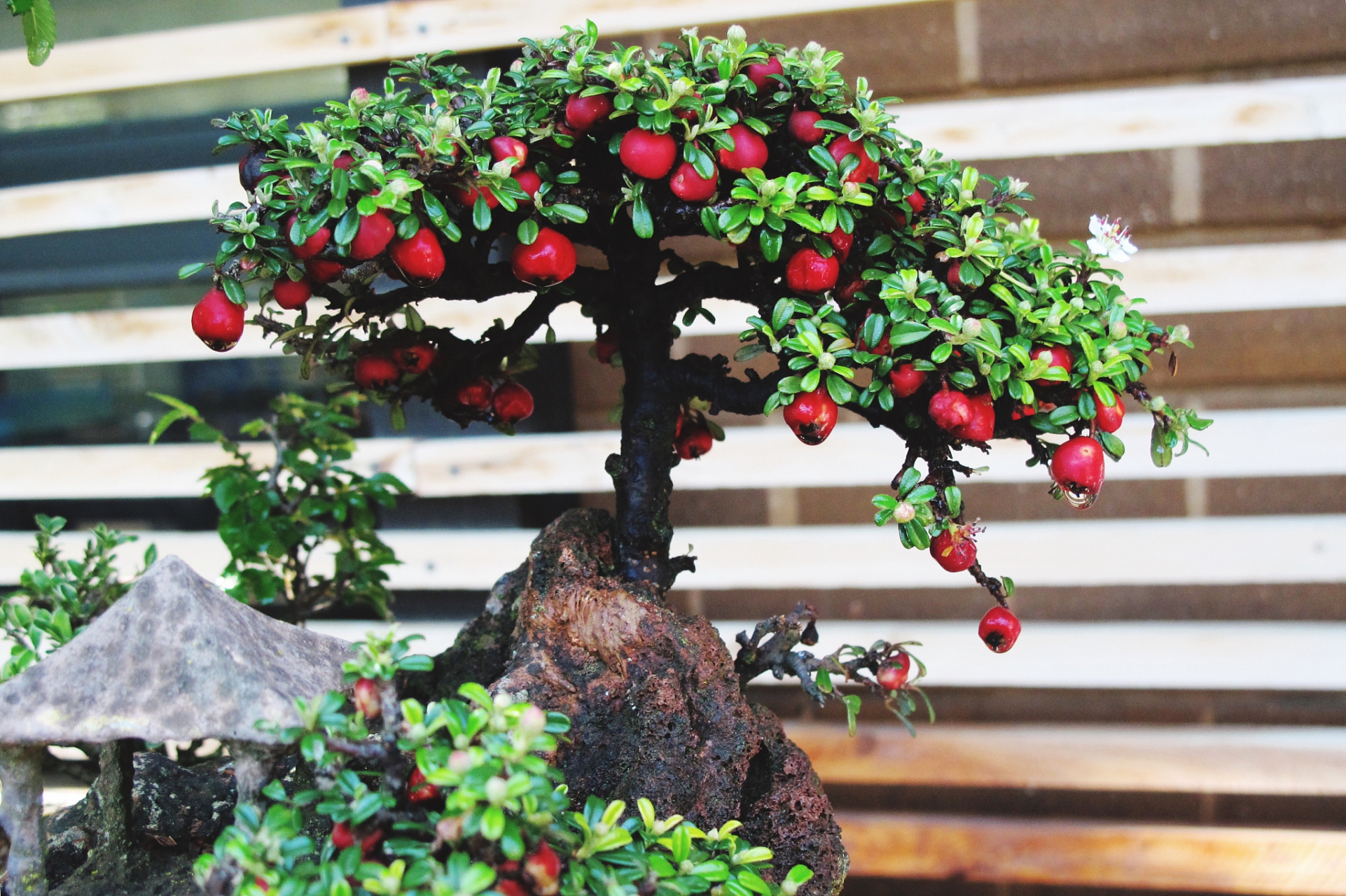 以下是爱心果盆景的养护方法:  1.