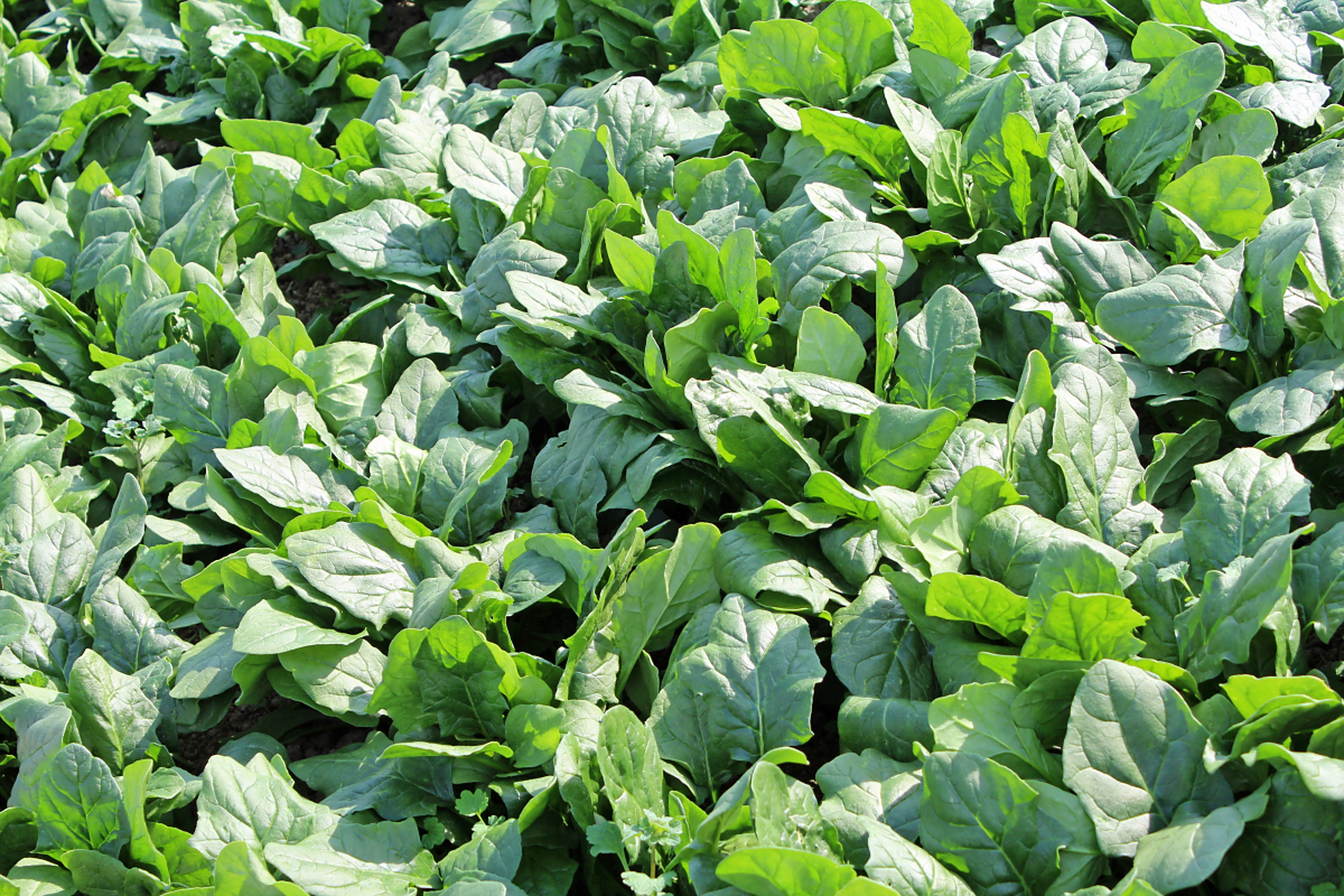 在夏季种植菠菜时,需要注意以下几个方面:  1.