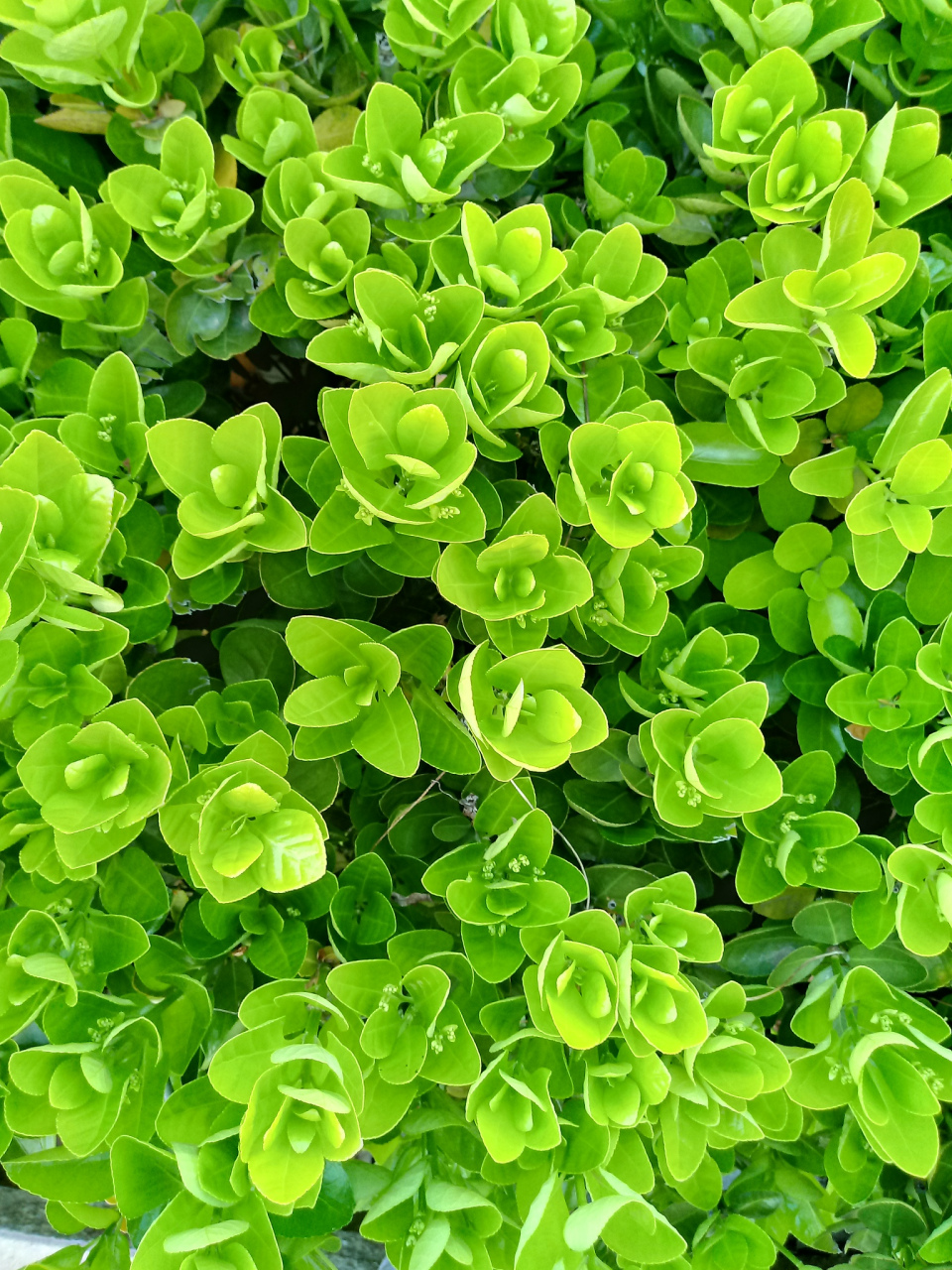 2,给别人的感觉特别友好,善于伪装自己,为达目的不择手段