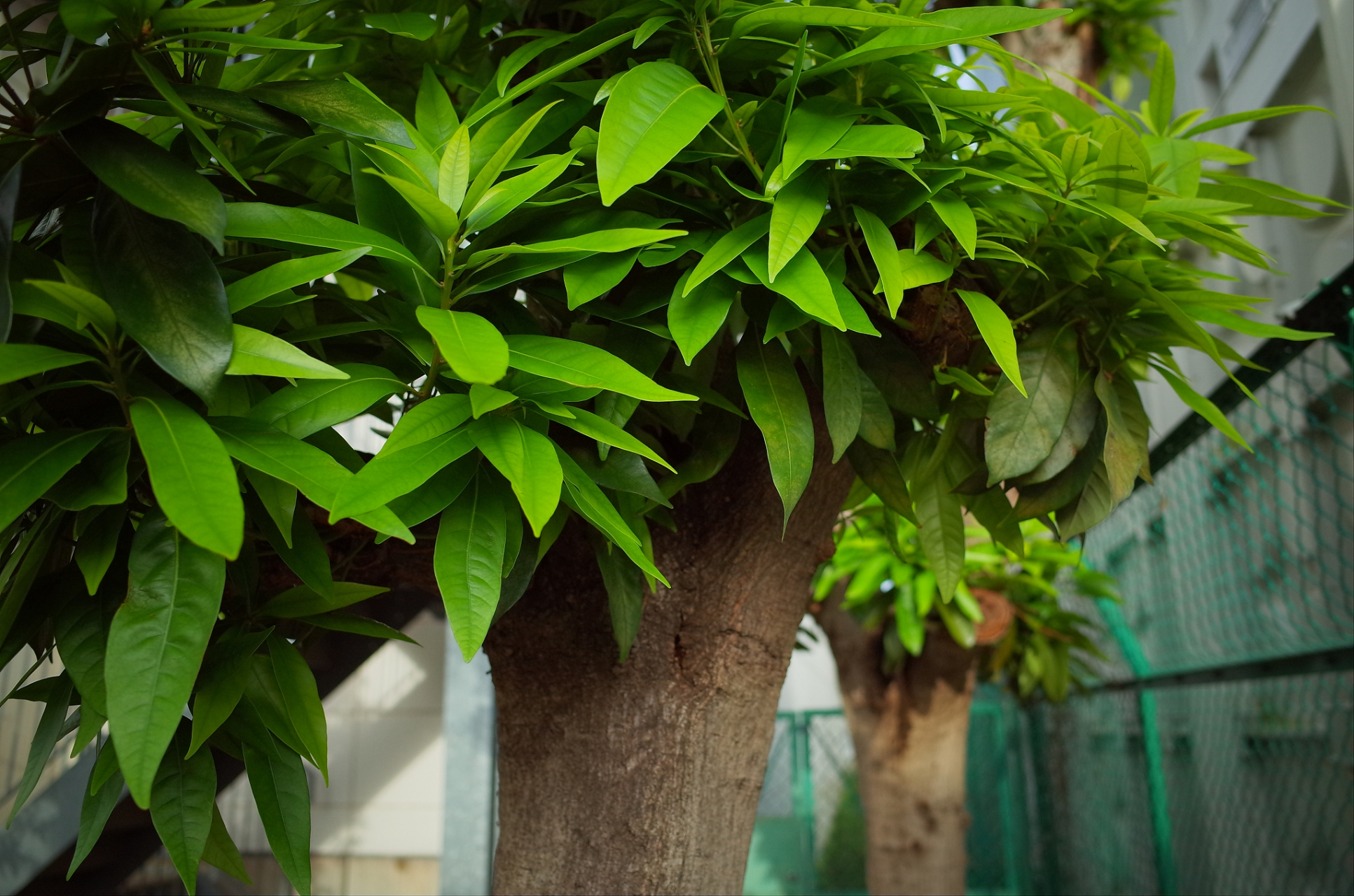 盆景# 养护盆景:养眼又净化空气的盆栽之平安树 一种观叶型盆栽,不会