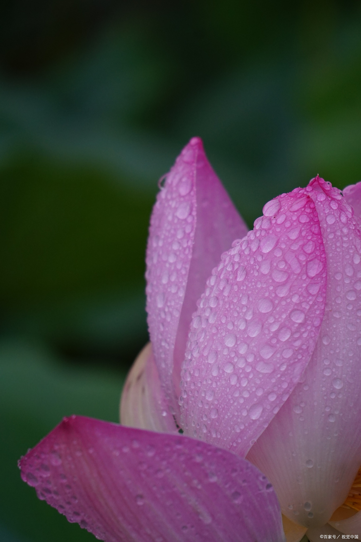 古诗词里的雨荷有多美微雨过小荷翻