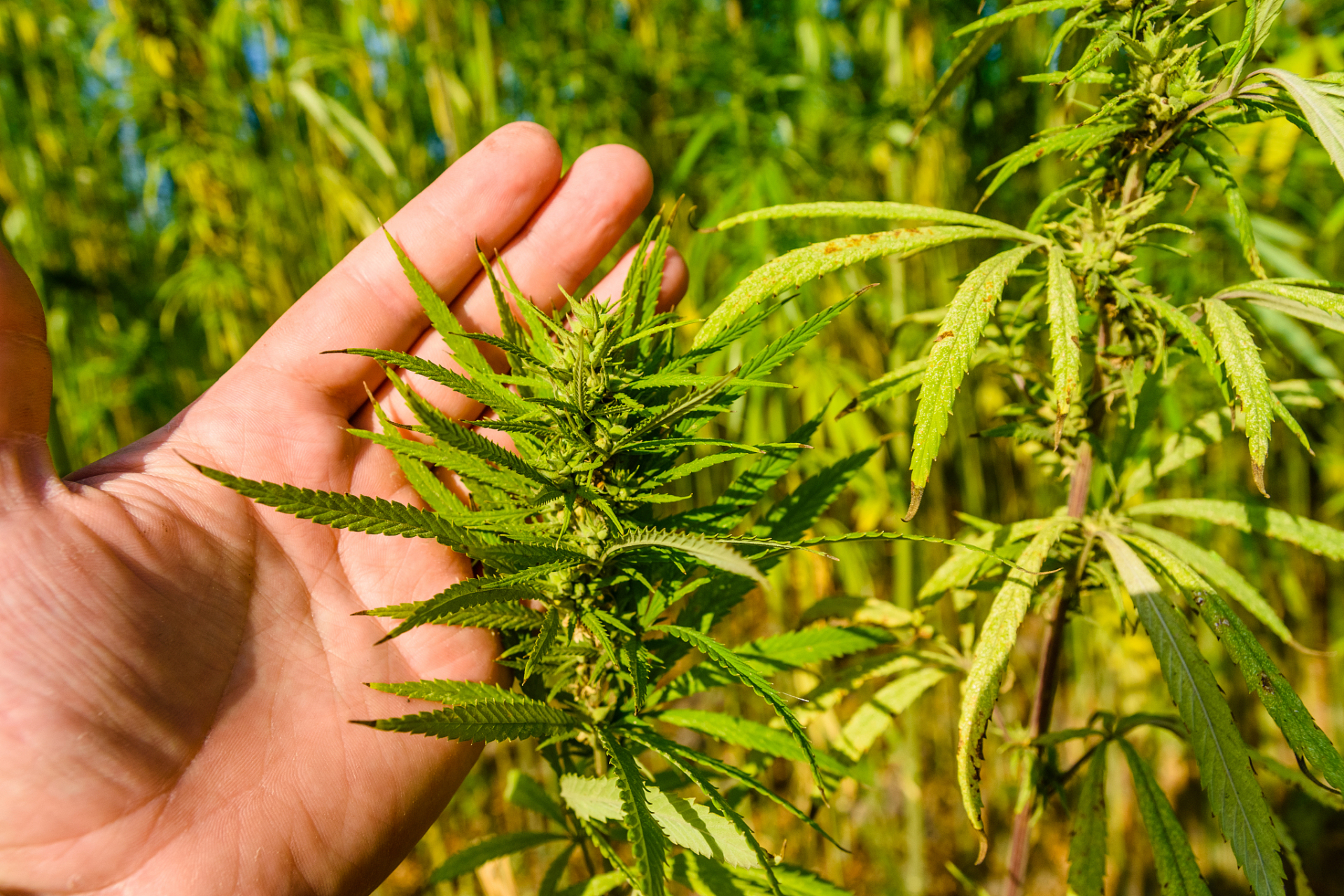 中药茵陈与火麻仁治疗胁痛,胆囊炎(肝郁气滞兼有湿热型)临证验效满意