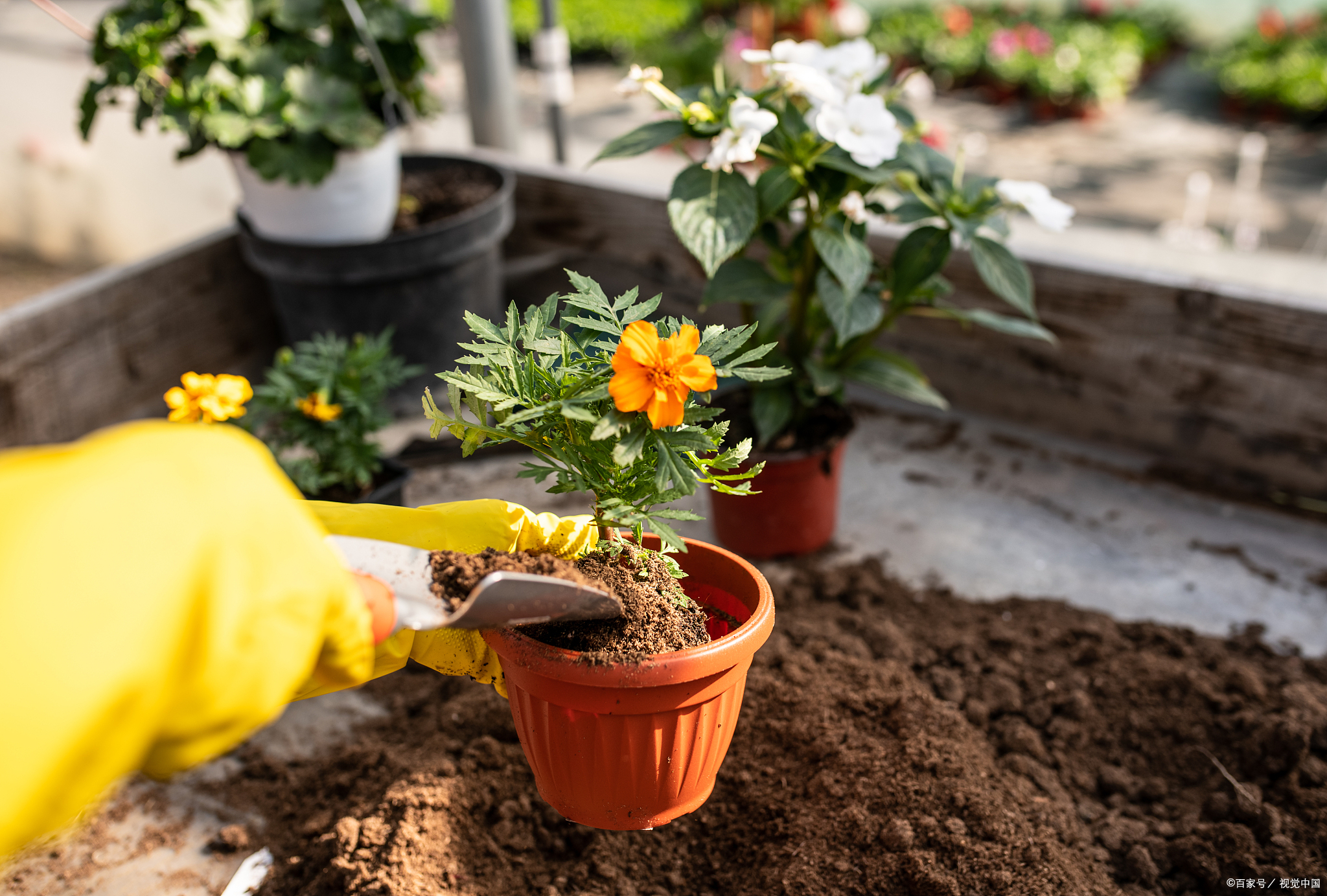 如何正确地给花施肥