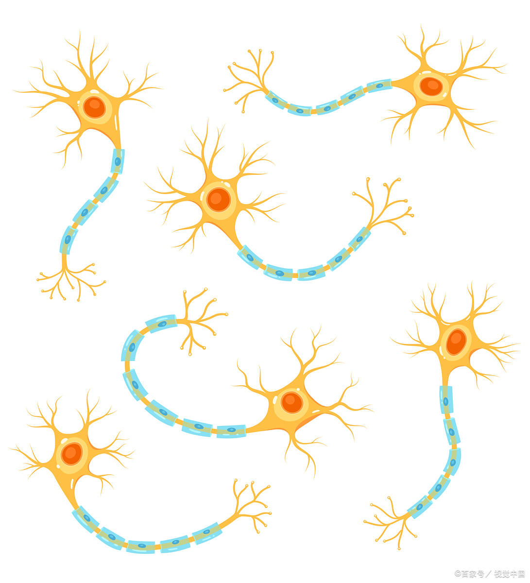 糖尿病周围神经病变患者经α