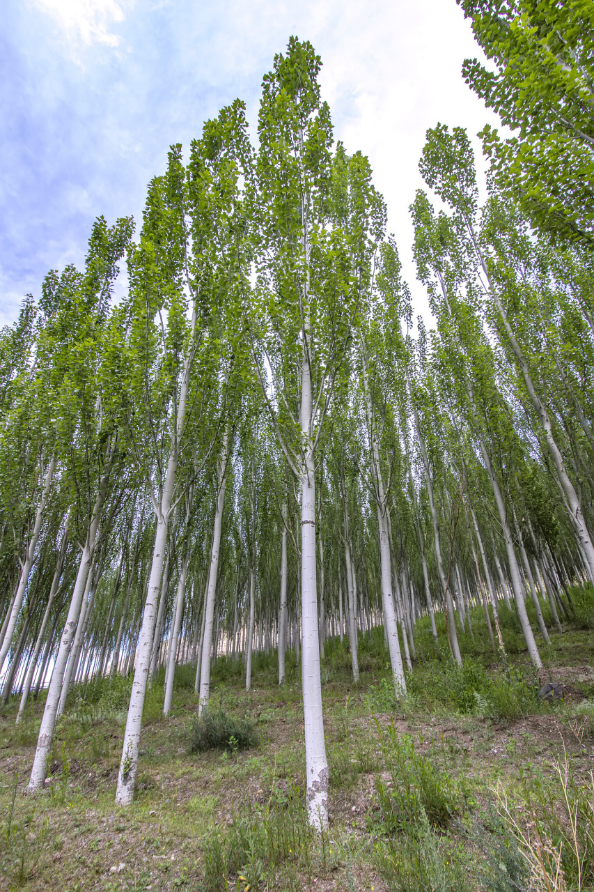 想让杨树茁壮成长吗?来学这招施肥秘籍吧94.