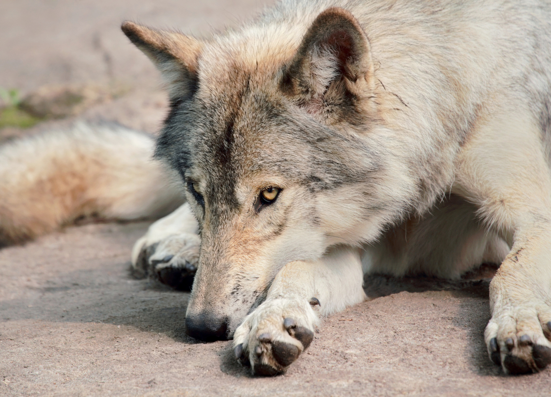 近日,青海可可西里的一头野狼在社交媒体上迅速走红,成为"网红狼".