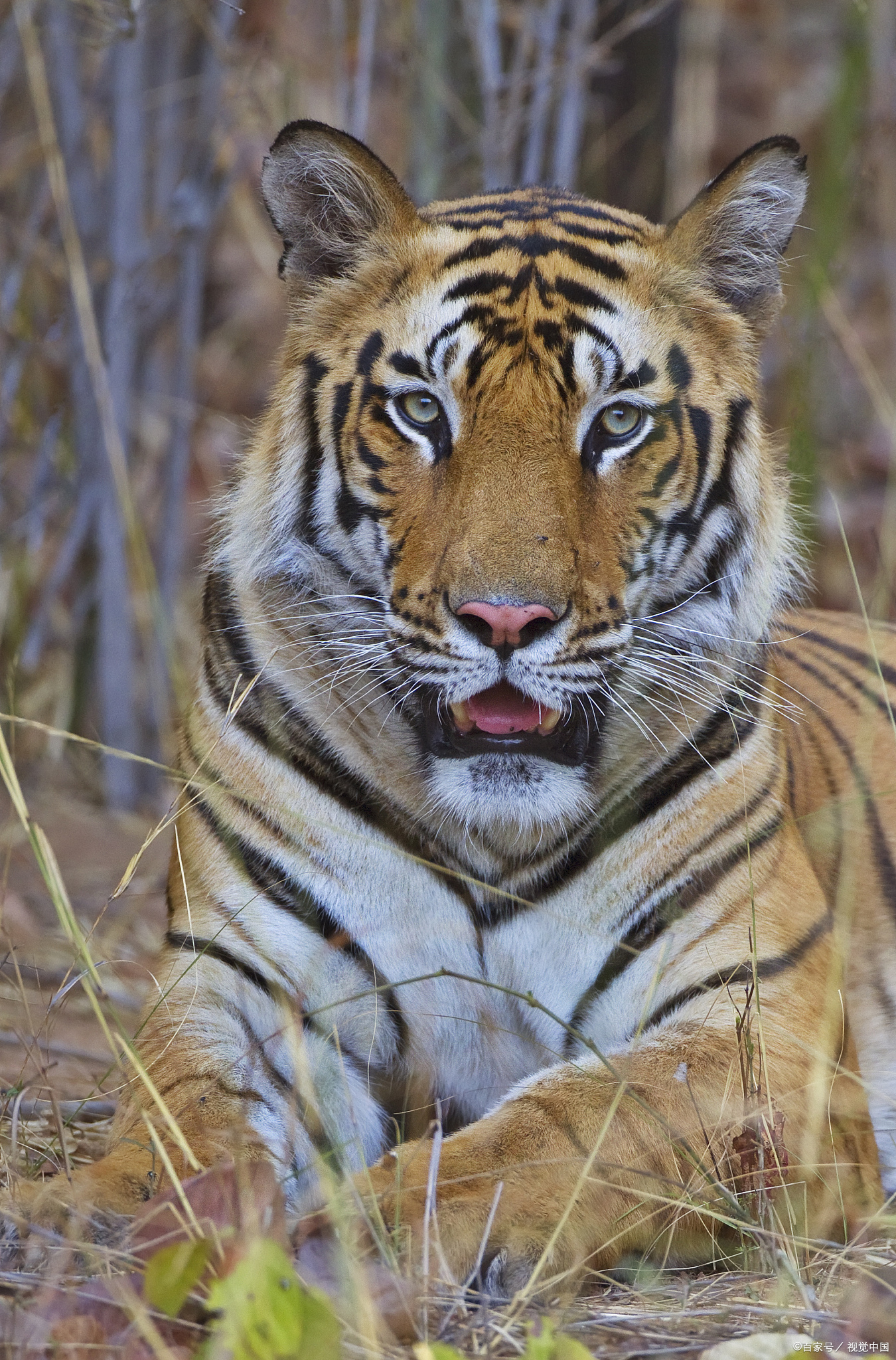 华南虎解放初期横行乡里到赶尽杀绝仅用了30年