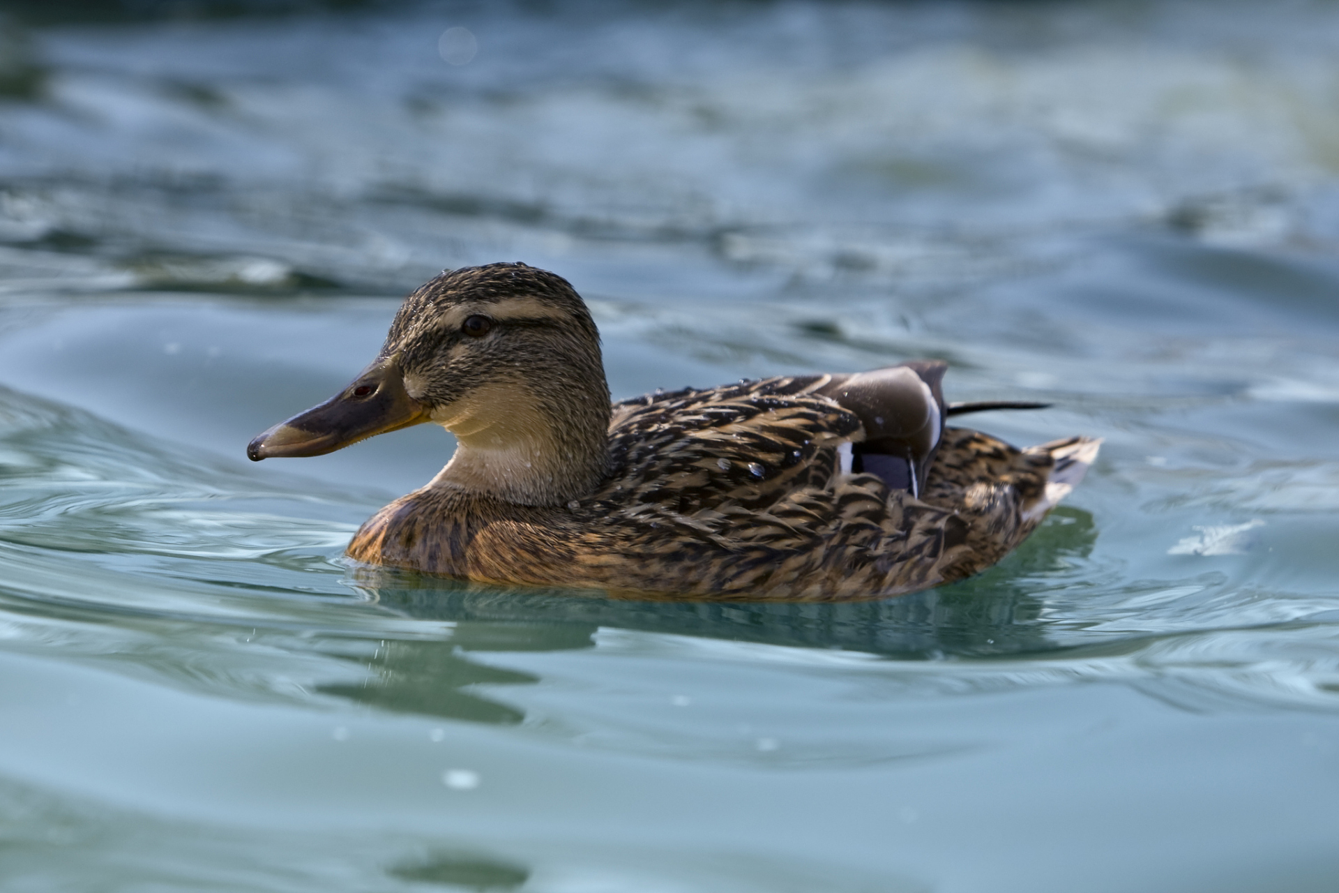 要让小野鸭活得好,需准备适合的食物,如昆虫,浮游生物,种子和水生植物