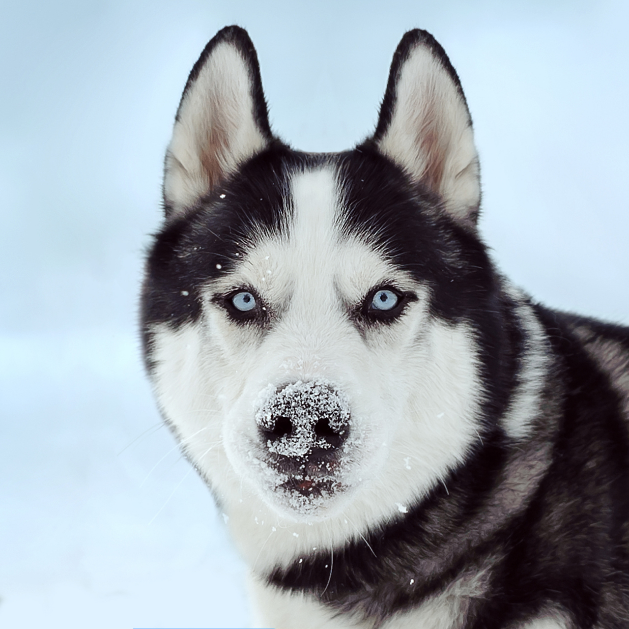 大英帝国准备训练哈士奇上战场了!