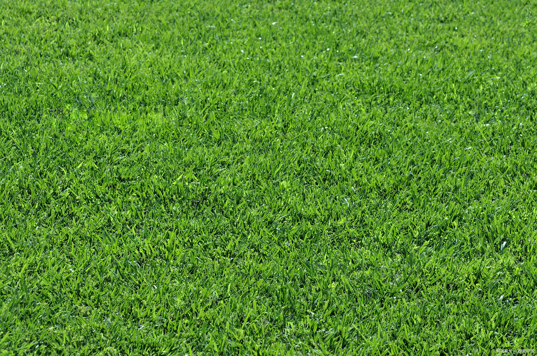 四季常青的草坪有哪些