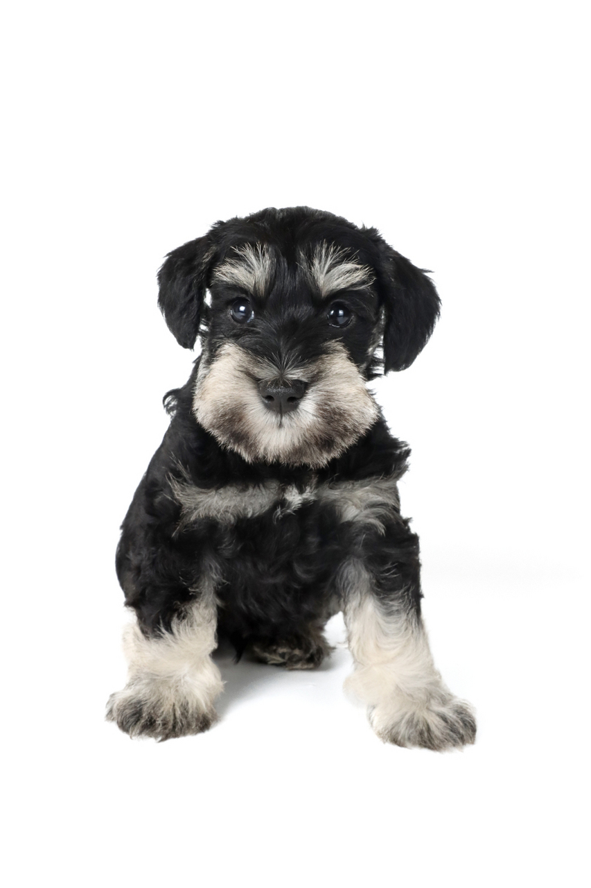 迷你#雪纳瑞# ,一种源自德国的犬种,是通过普通雪纳瑞犬和小型犬杂交